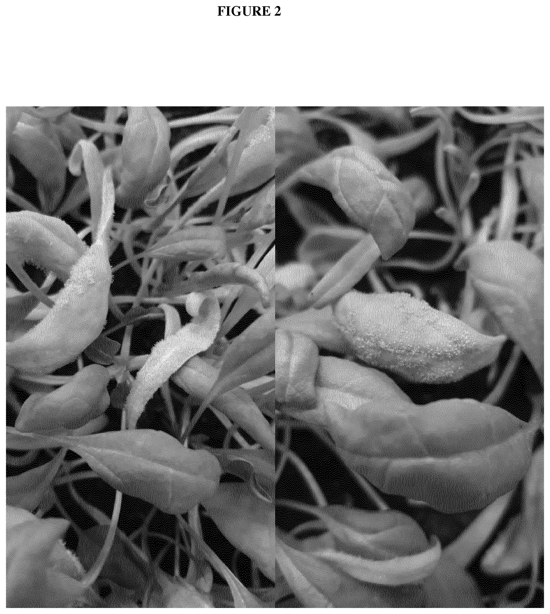Patent US12365913 Figure 2 – Downy mildew resistant spinach plant