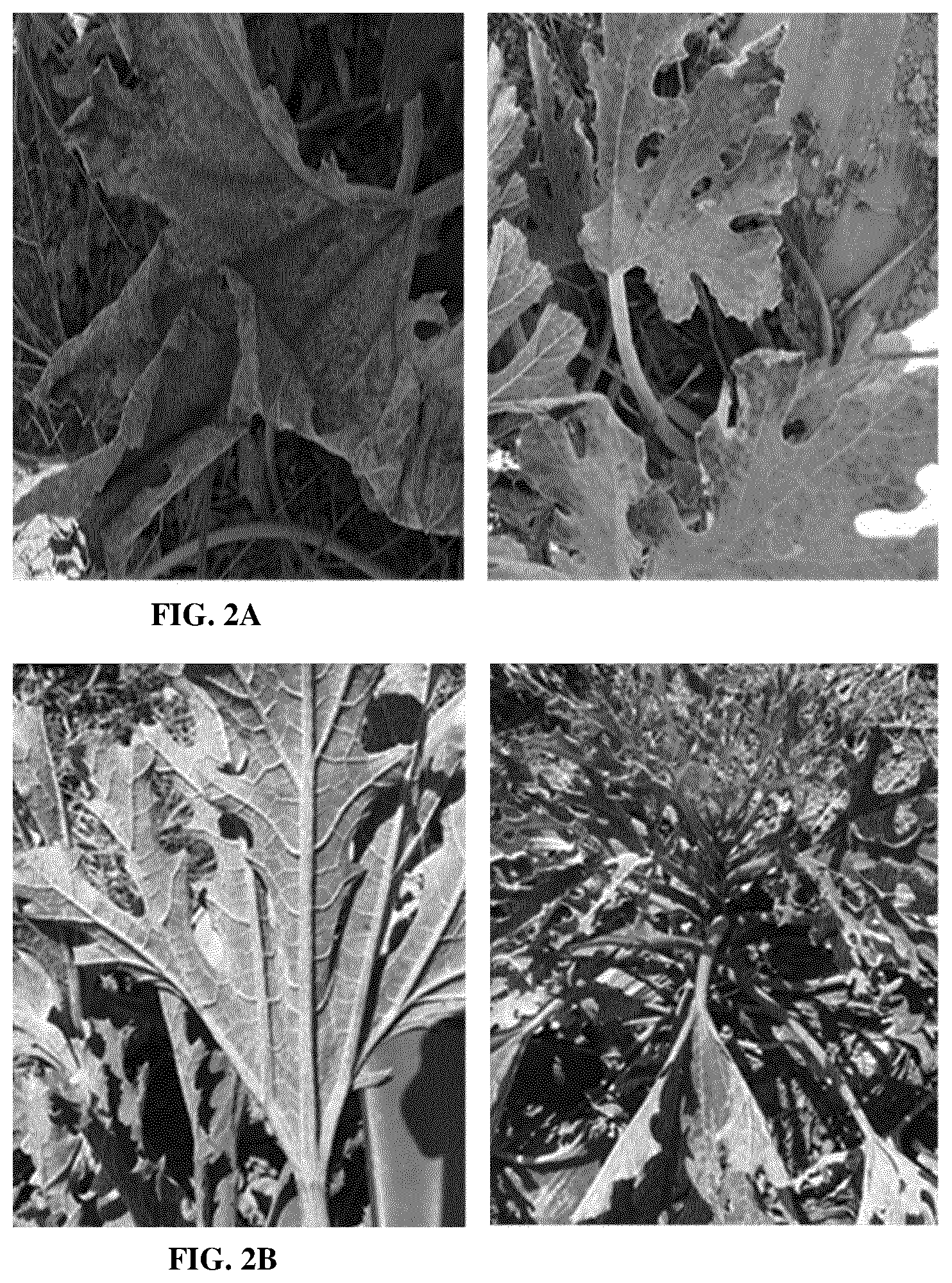 Patent US12365914 Figure 2 – Disease resistant squash plants