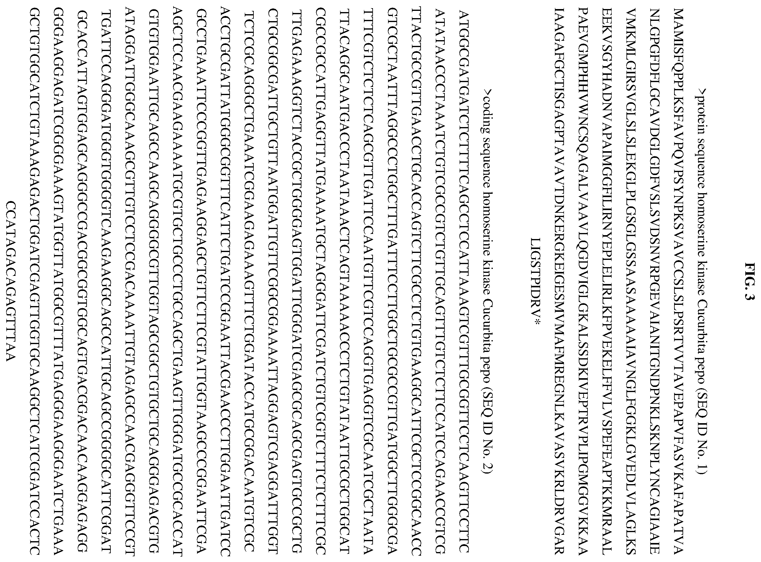 Patent US12365914 Figure 3 – Disease resistant squash plants