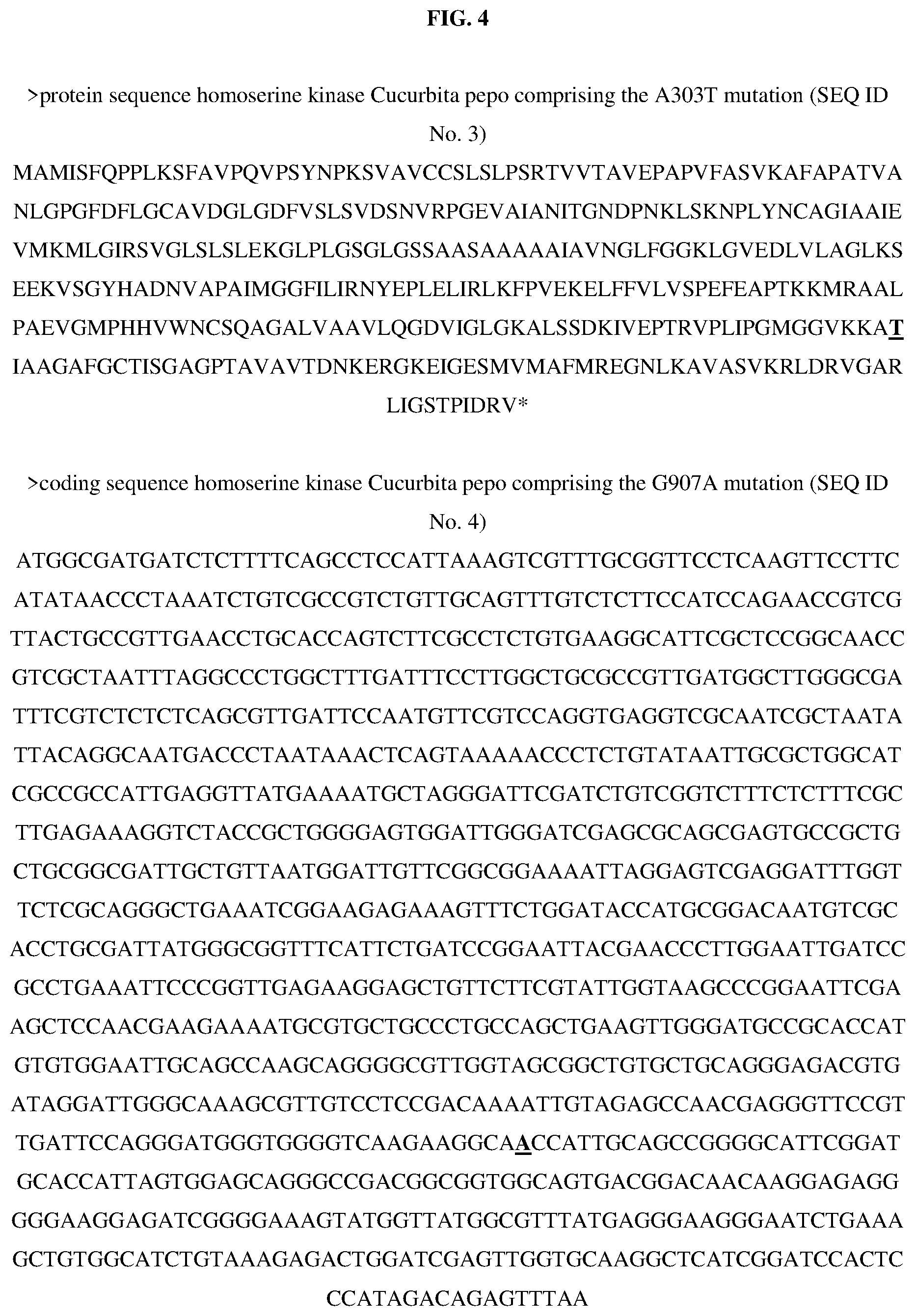 Patent US12365914 Figure 4 – Disease resistant squash plants