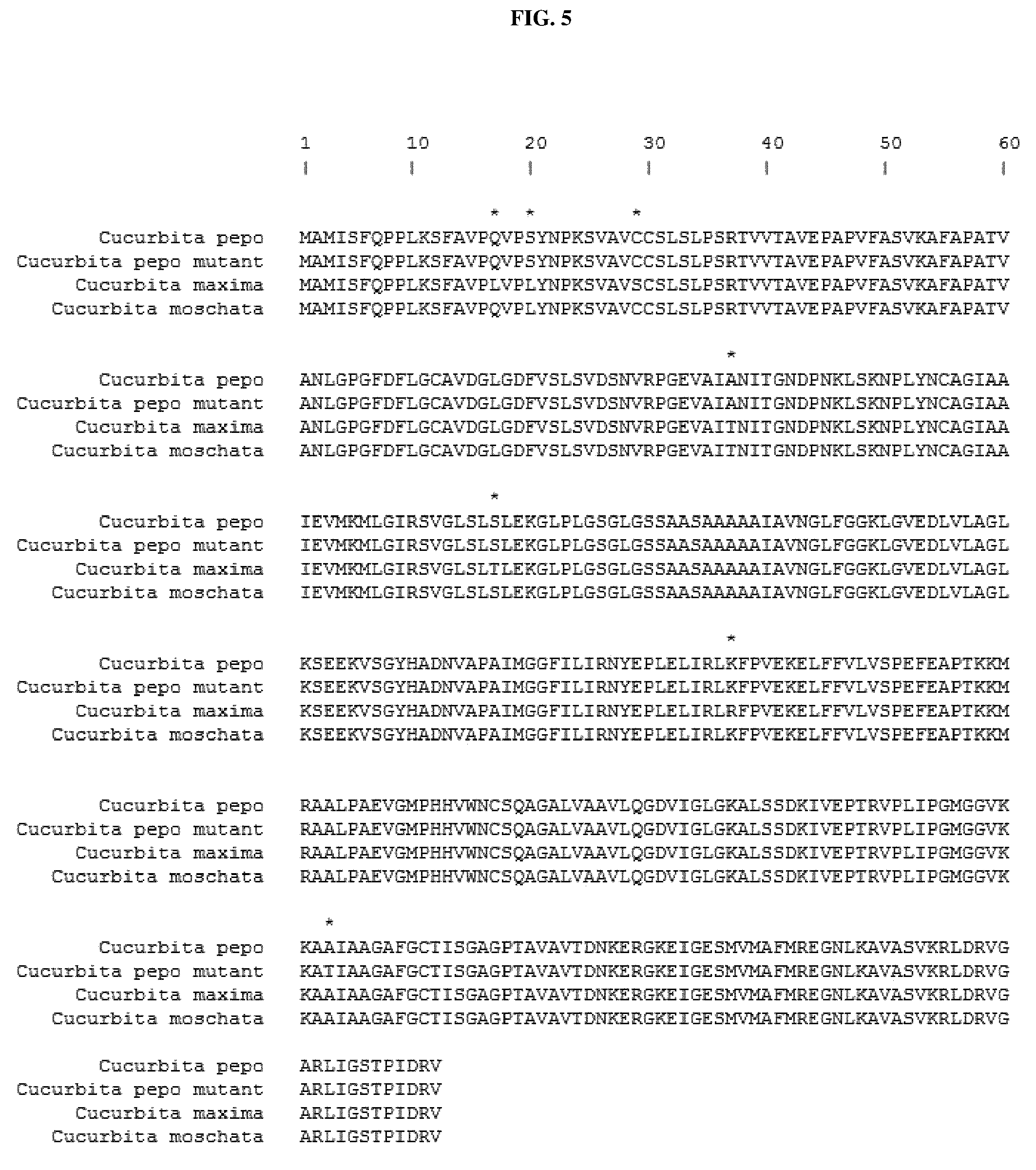 Patent US12365914 Figure 5 – Disease resistant squash plants