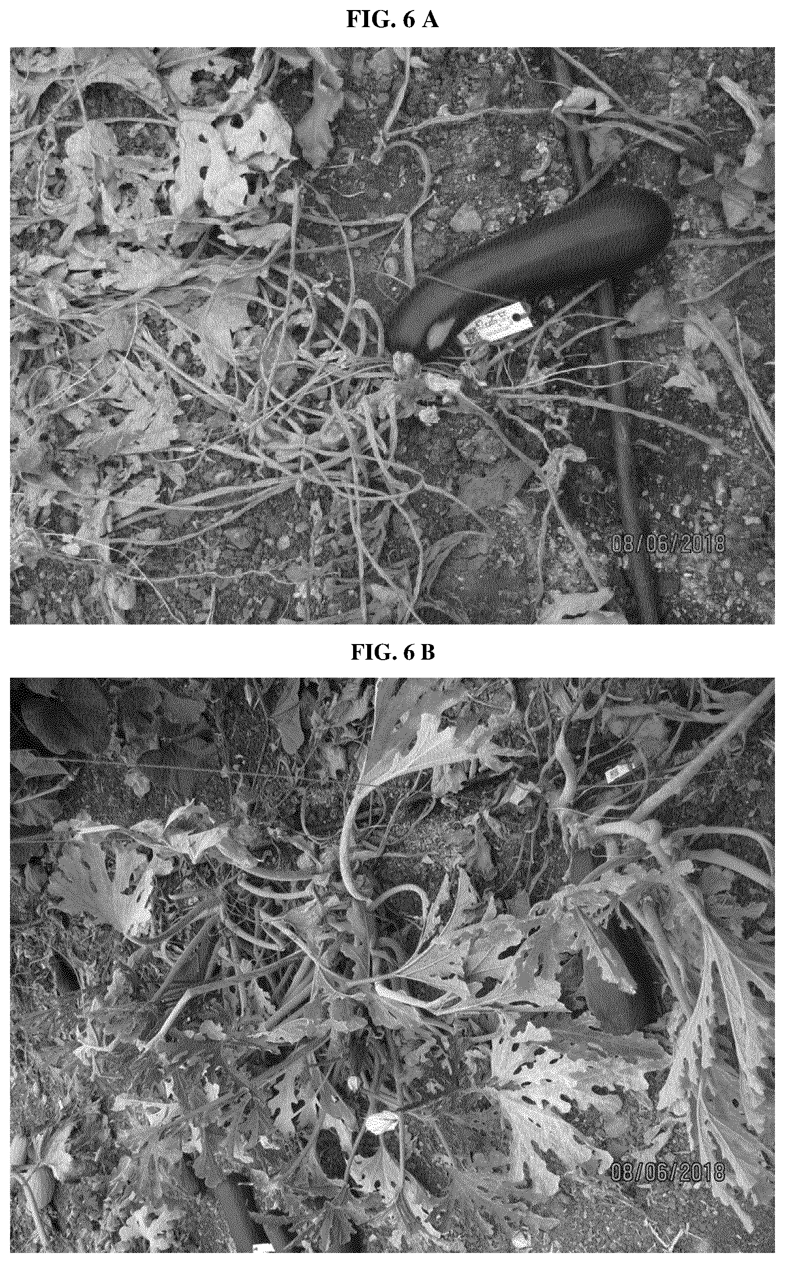 Patent US12365914 Figure 6 – Disease resistant squash plants