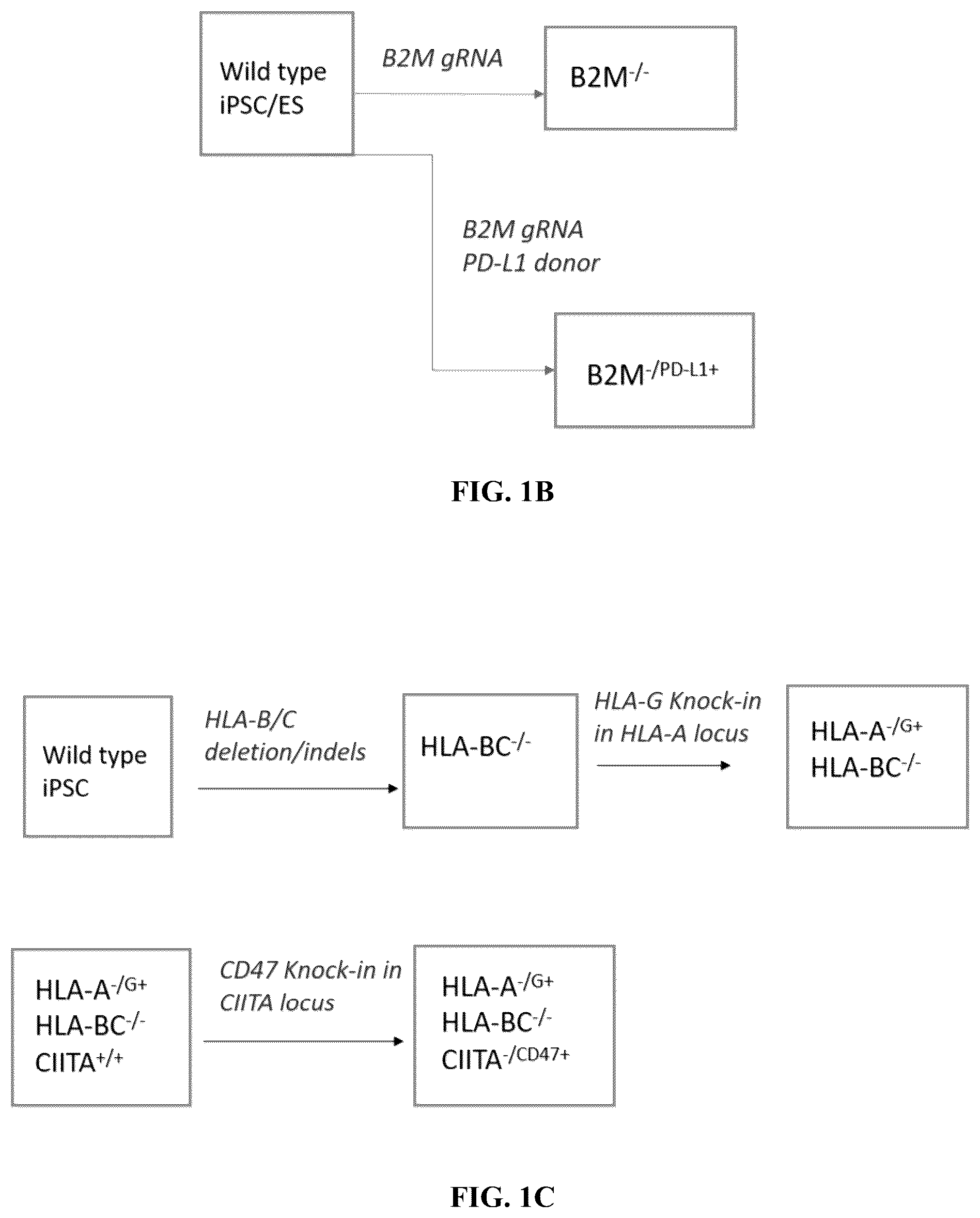 Patent US12365915 Figure 2 – Universal donor cells