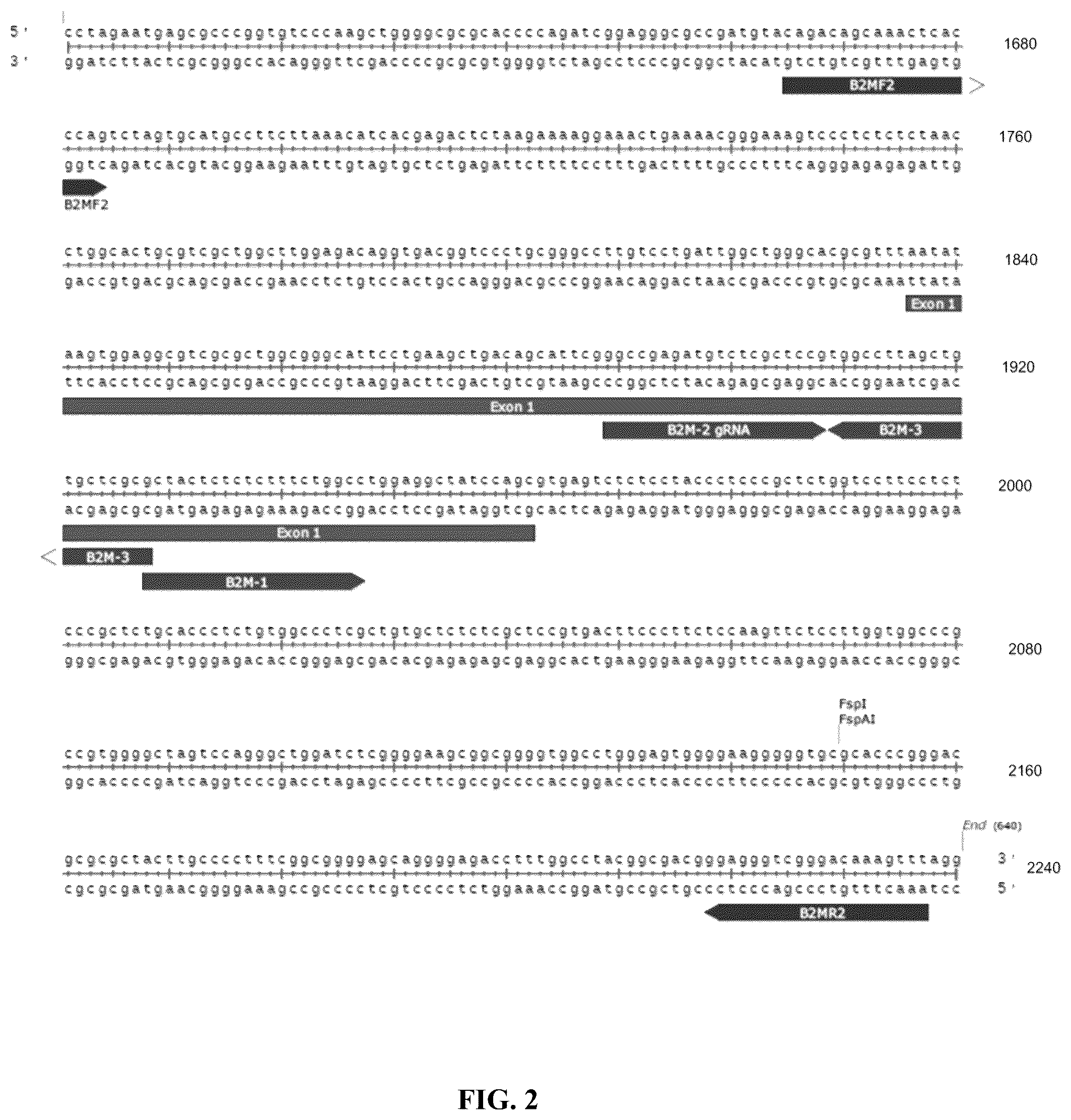 Patent US12365915 Figure 3 – Universal donor cells