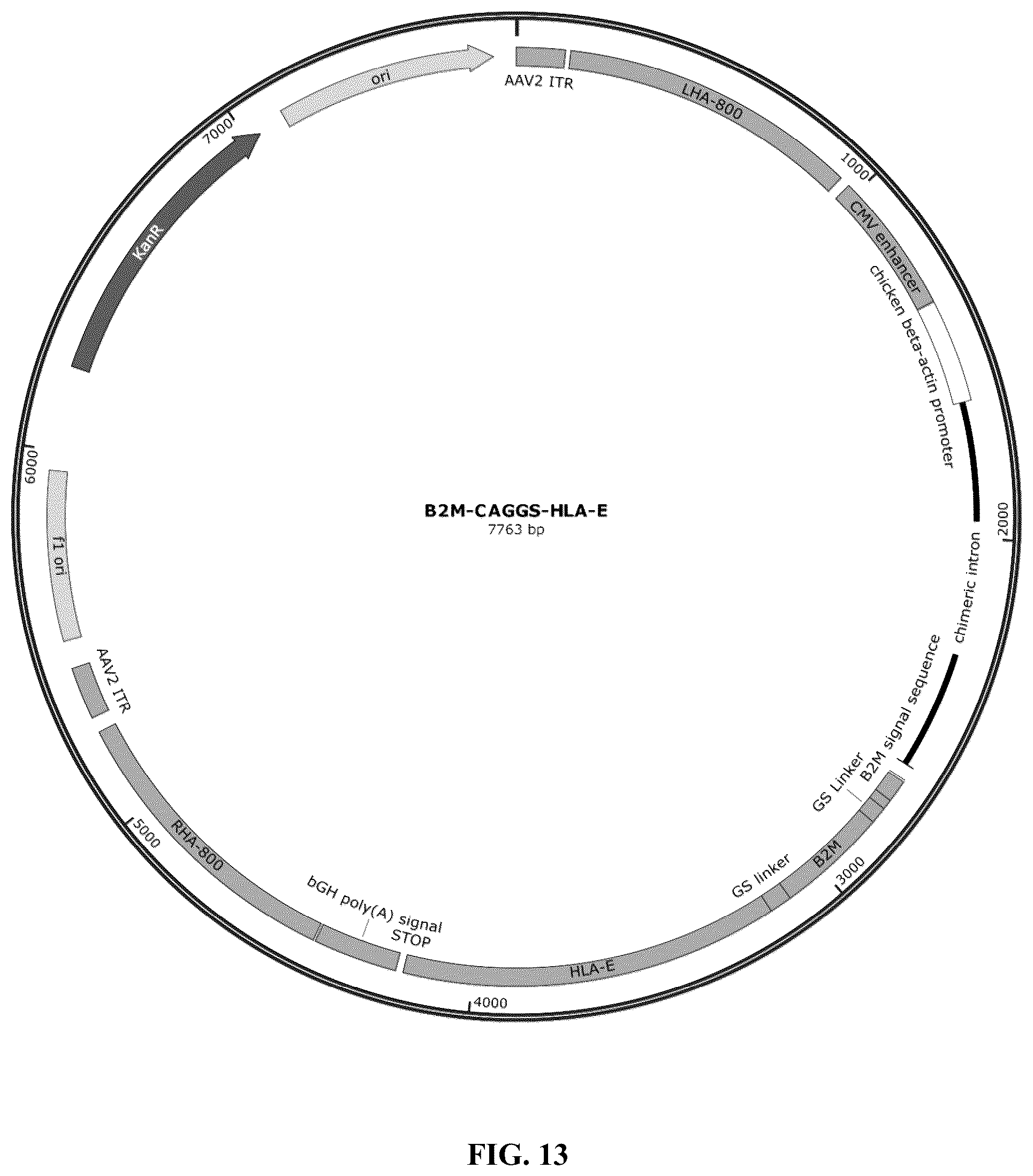 Patent US12365915 Figure 18 – Universal donor cells