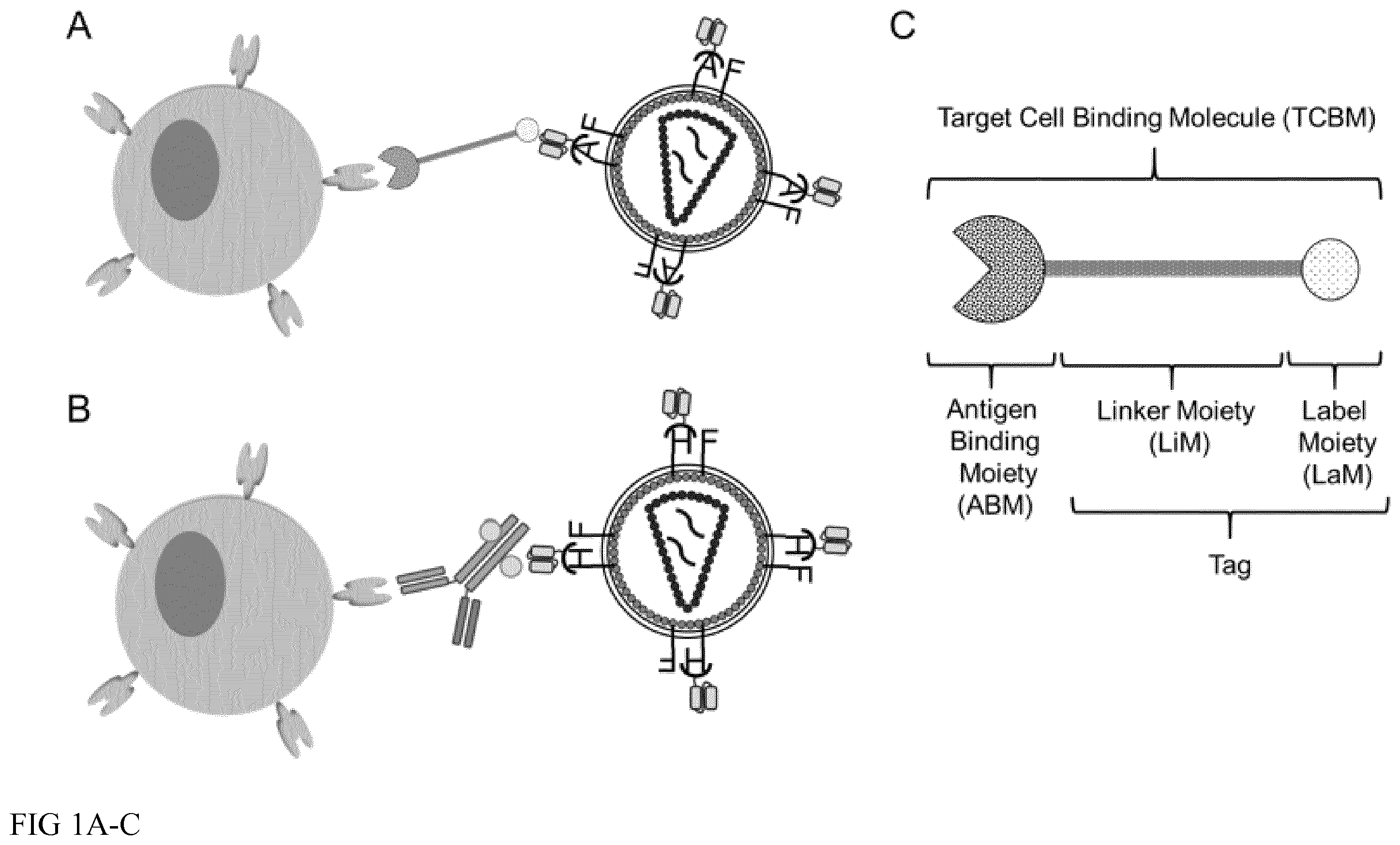 Patent US12365916 Figure 1 – Adapter-based retroviral vector system for the selective transduction of target cells