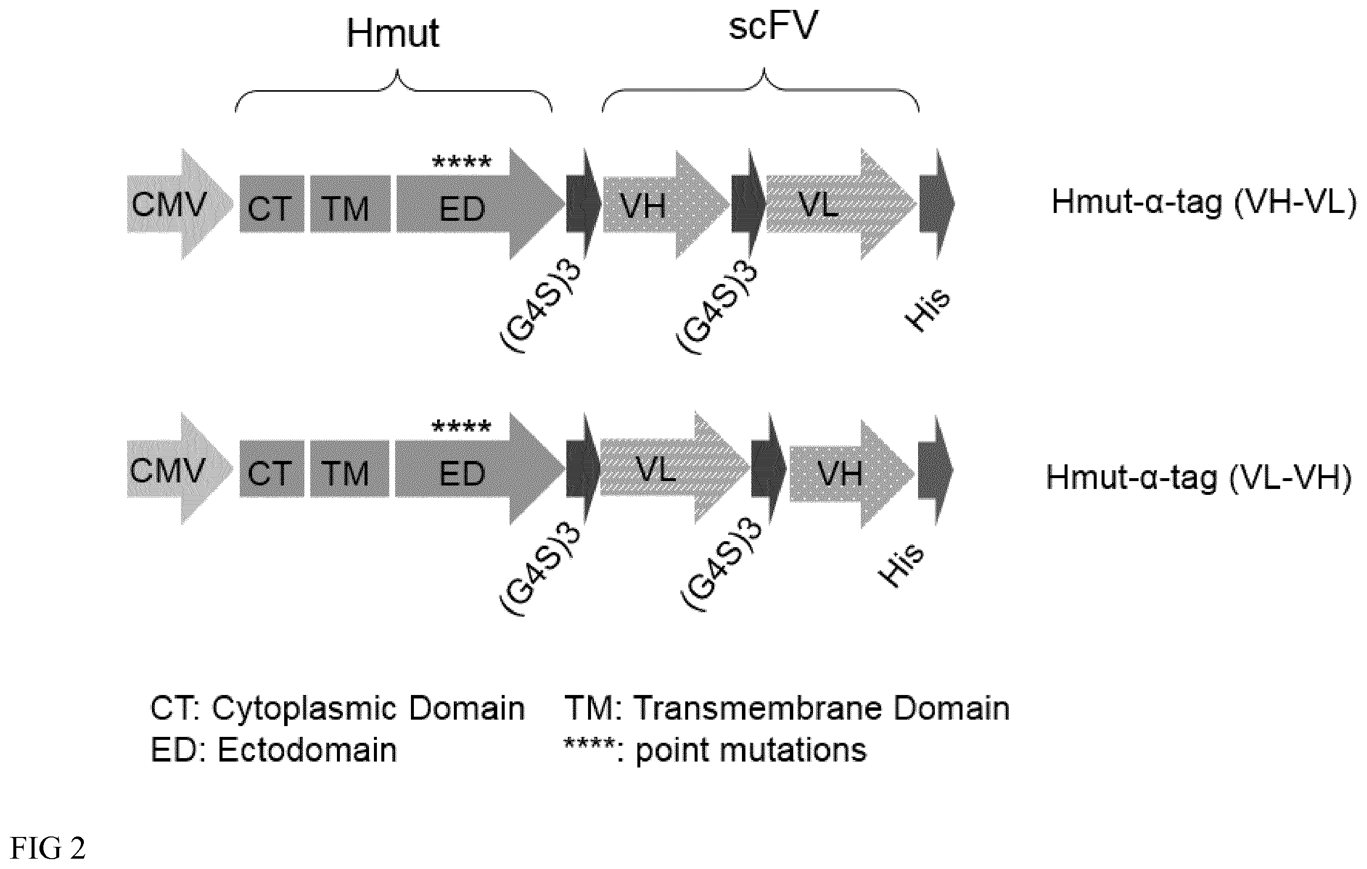 Patent US12365916 Figure 2 – Adapter-based retroviral vector system for the selective transduction of target cells