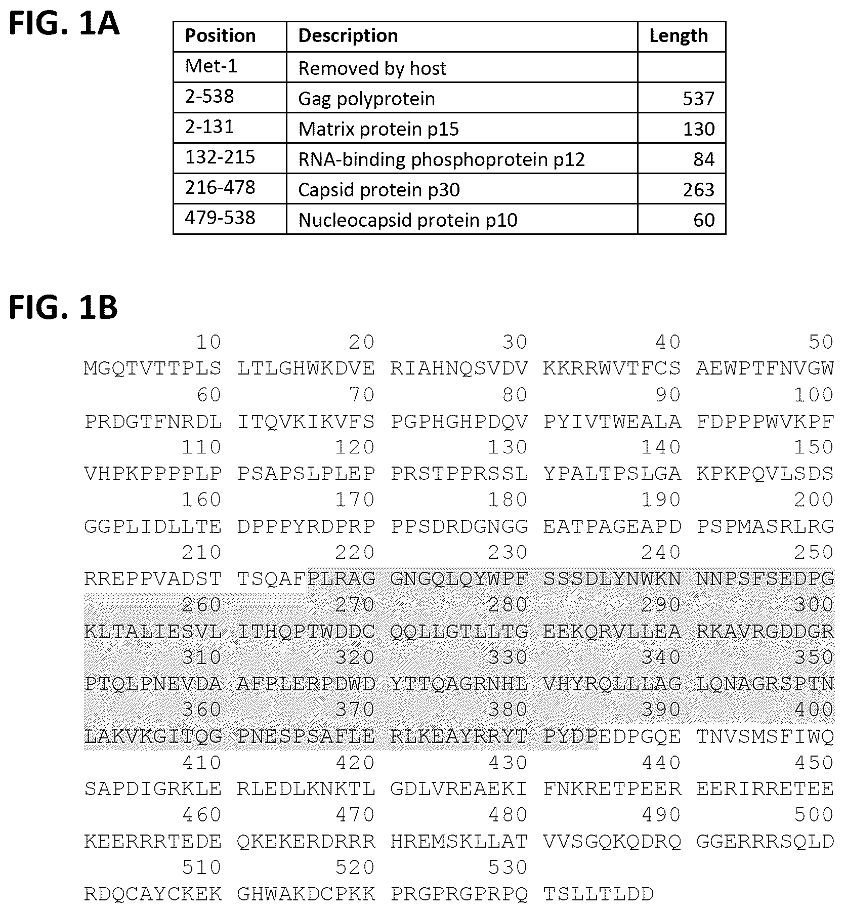 Patent US12365917 Figure 1 – Immortalization of splenic and peripheral blood macrophages using a multi-cistronic v-raf/v-myc lentivirus