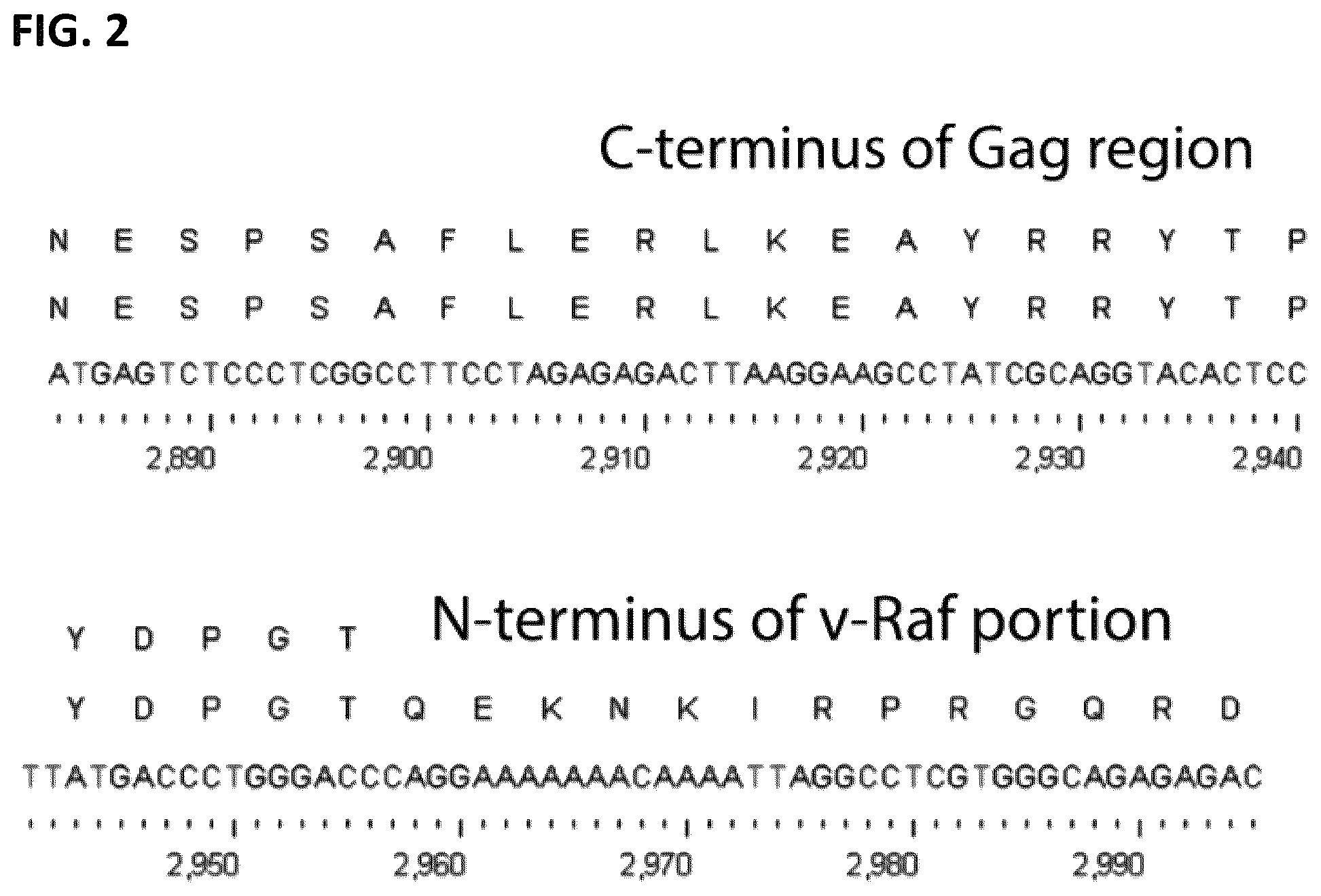 Patent US12365917 Figure 2 – Immortalization of splenic and peripheral blood macrophages using a multi-cistronic v-raf/v-myc lentivirus