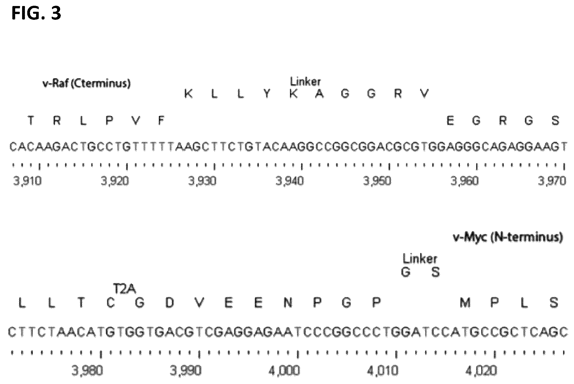 Patent US12365917 Figure 3 – Immortalization of splenic and peripheral blood macrophages using a multi-cistronic v-raf/v-myc lentivirus