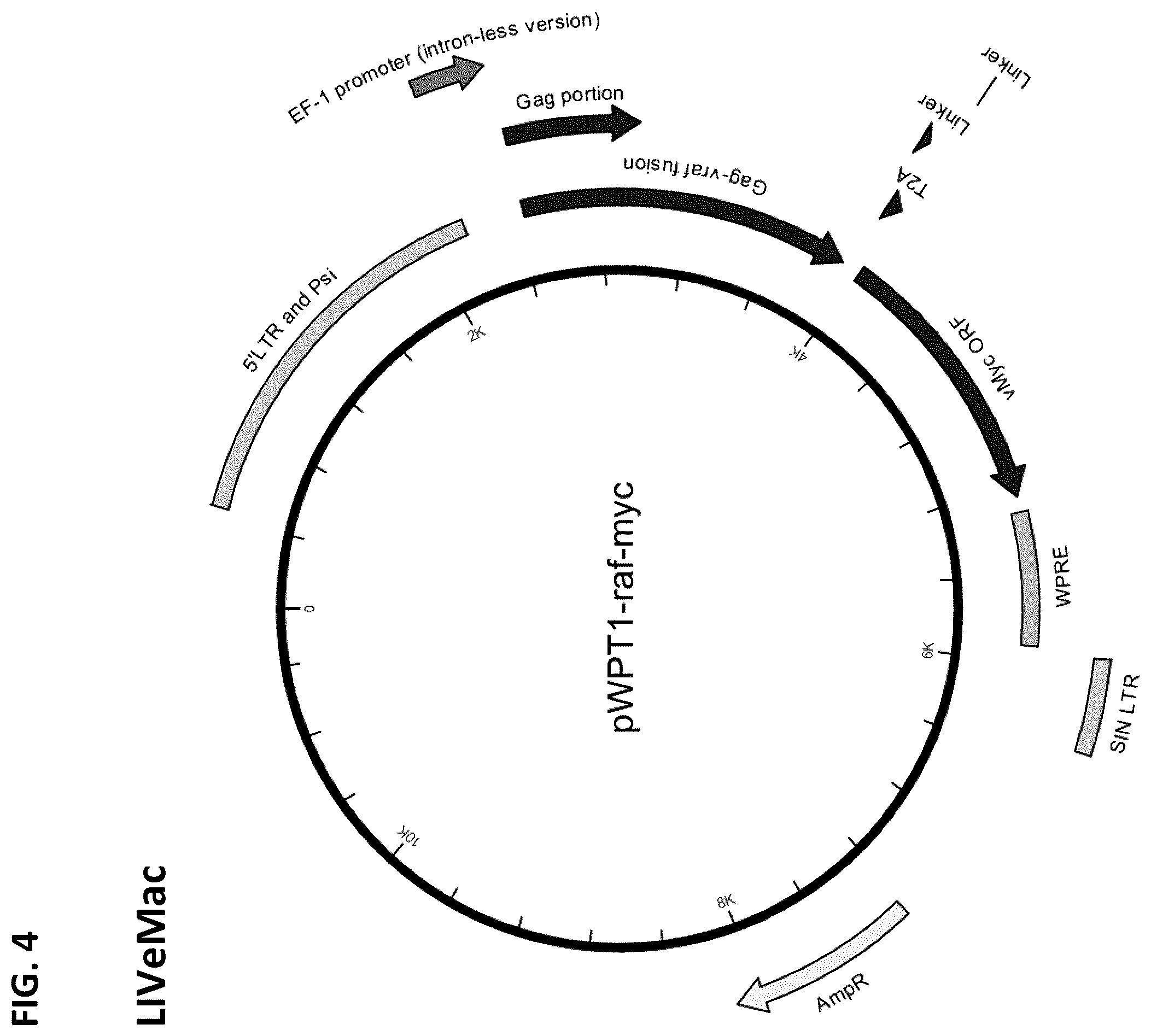 Patent US12365917 Figure 4 – Immortalization of splenic and peripheral blood macrophages using a multi-cistronic v-raf/v-myc lentivirus