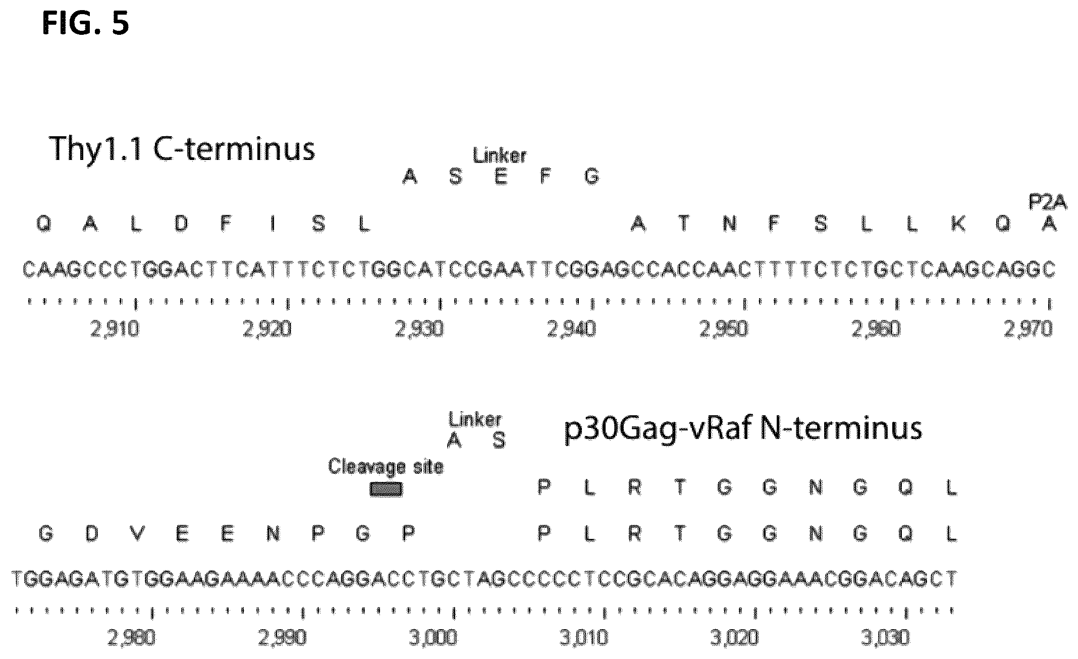 Patent US12365917 Figure 5 – Immortalization of splenic and peripheral blood macrophages using a multi-cistronic v-raf/v-myc lentivirus