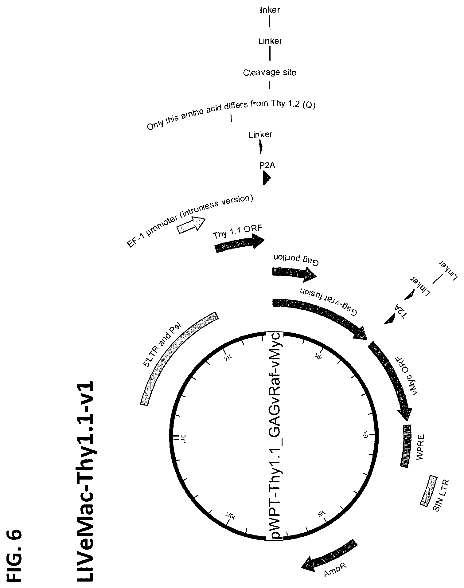 Patent US12365917 Figure 6 – Immortalization of splenic and peripheral blood macrophages using a multi-cistronic v-raf/v-myc lentivirus