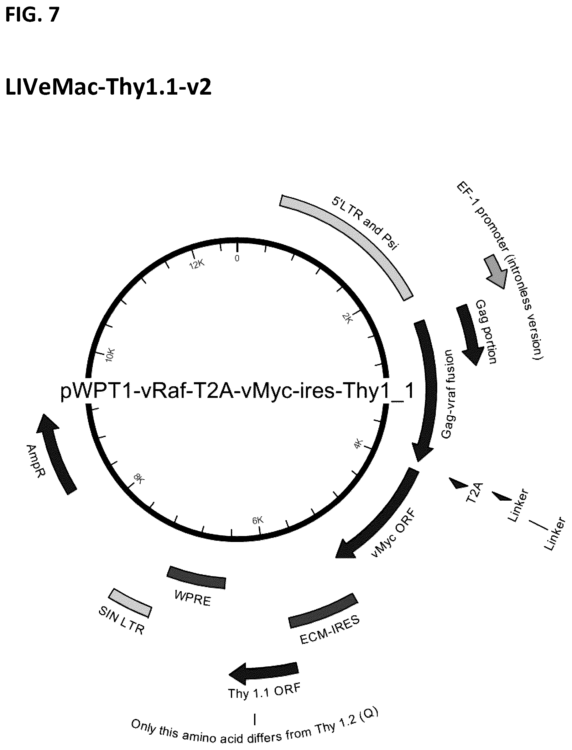 Patent US12365917 Figure 7 – Immortalization of splenic and peripheral blood macrophages using a multi-cistronic v-raf/v-myc lentivirus