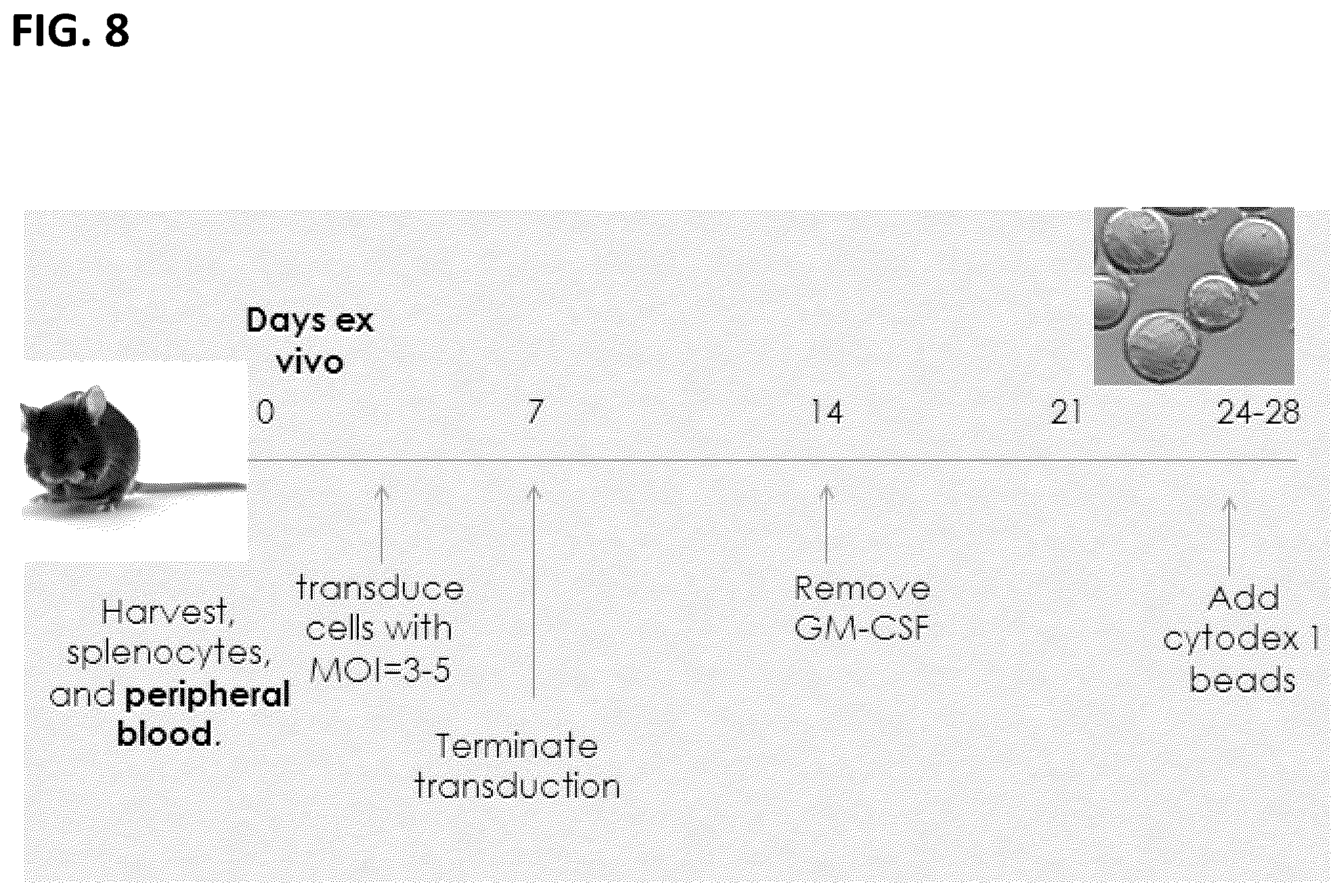 Patent US12365917 Figure 8 – Immortalization of splenic and peripheral blood macrophages using a multi-cistronic v-raf/v-myc lentivirus