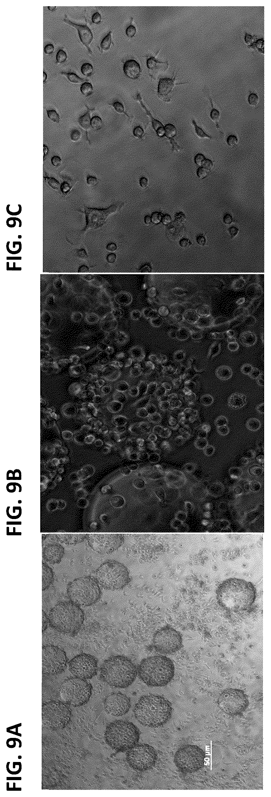 Patent US12365917 Figure 9 – Immortalization of splenic and peripheral blood macrophages using a multi-cistronic v-raf/v-myc lentivirus