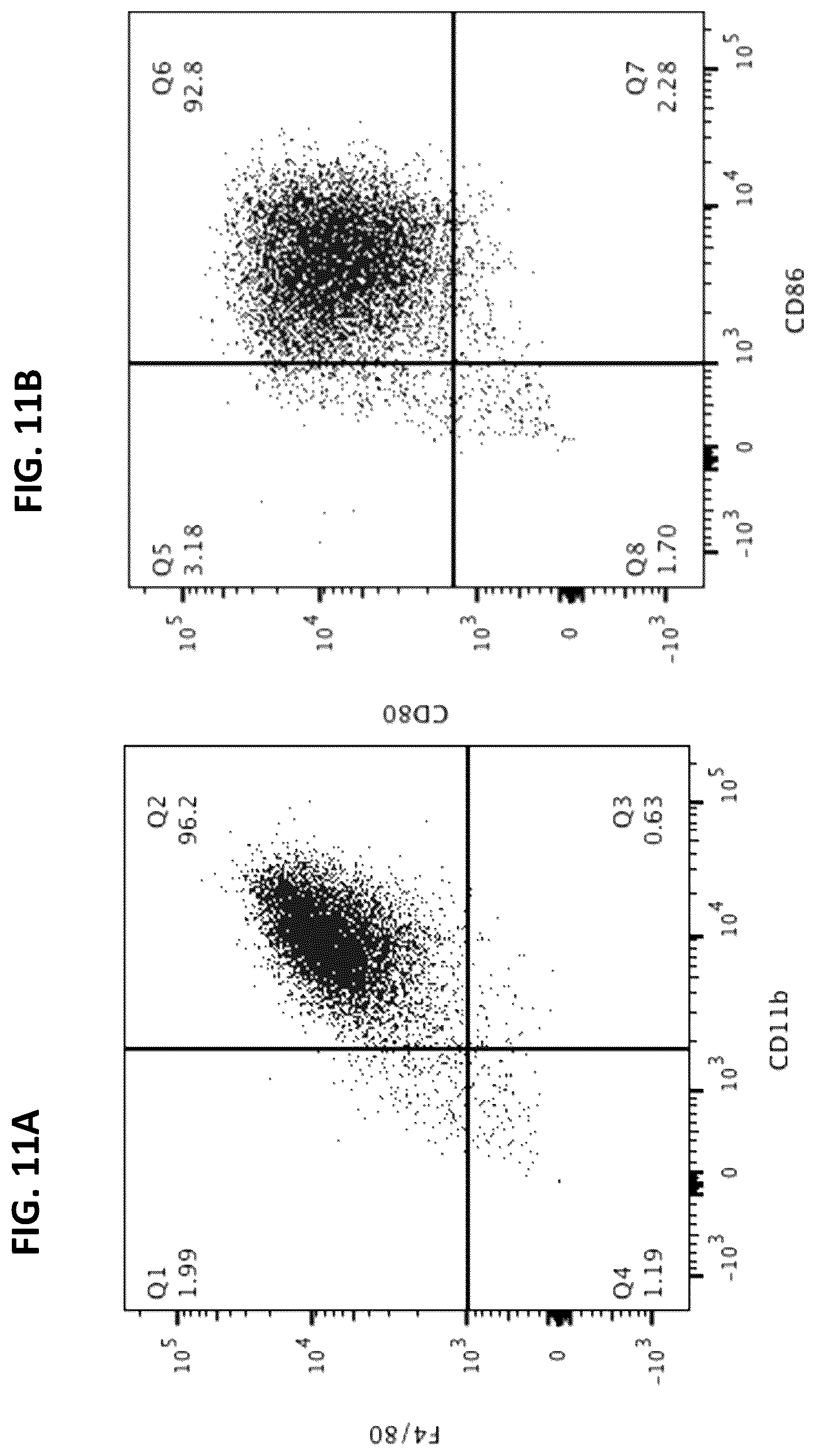 Patent US12365917 Figure 14 – Immortalization of splenic and peripheral blood macrophages using a multi-cistronic v-raf/v-myc lentivirus