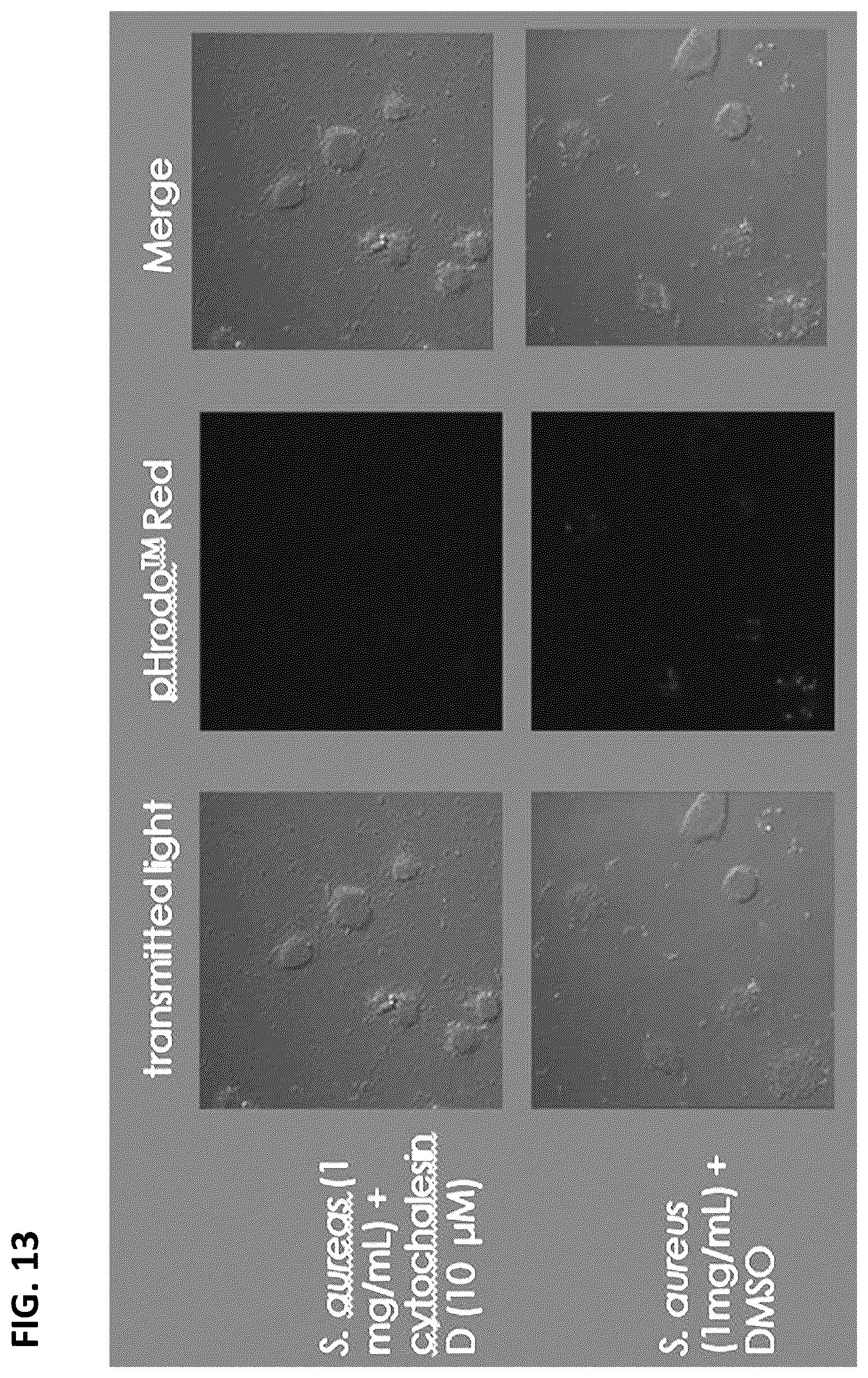 Patent US12365917 Figure 16 – Immortalization of splenic and peripheral blood macrophages using a multi-cistronic v-raf/v-myc lentivirus