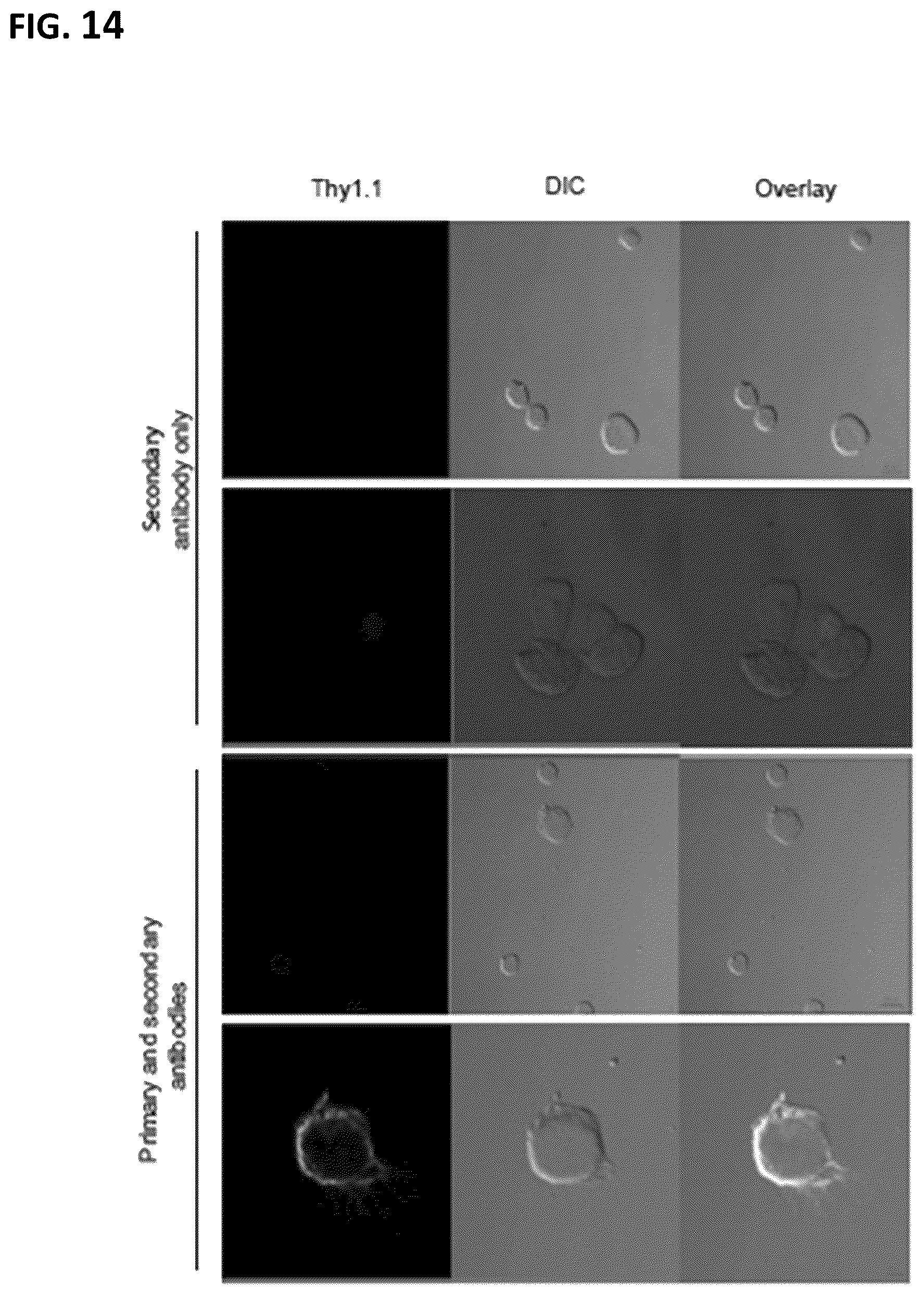 Patent US12365917 Figure 17 – Immortalization of splenic and peripheral blood macrophages using a multi-cistronic v-raf/v-myc lentivirus
