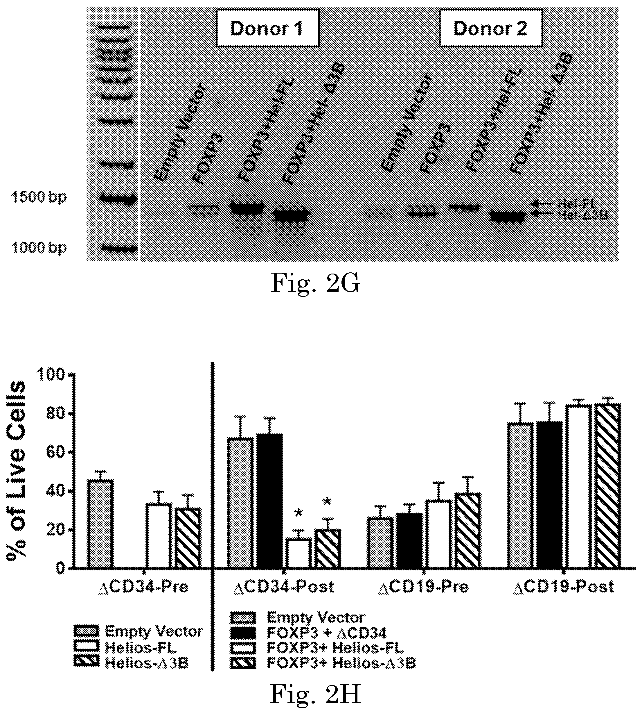 Patent US12365918 Figure 8 – Engineered regulatory T cells