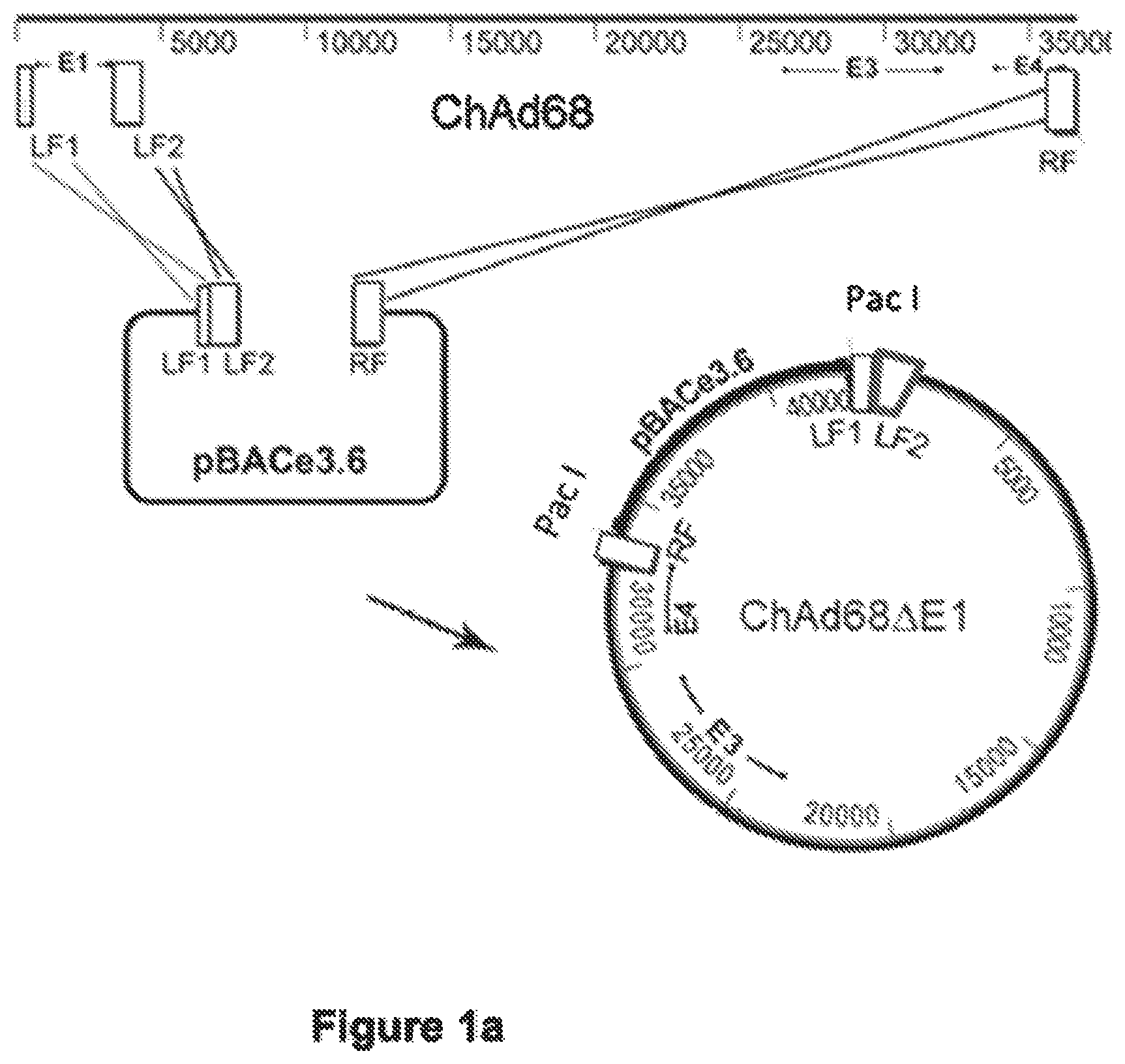 Patent US12365920 Figure 1 – Adenoviral vector