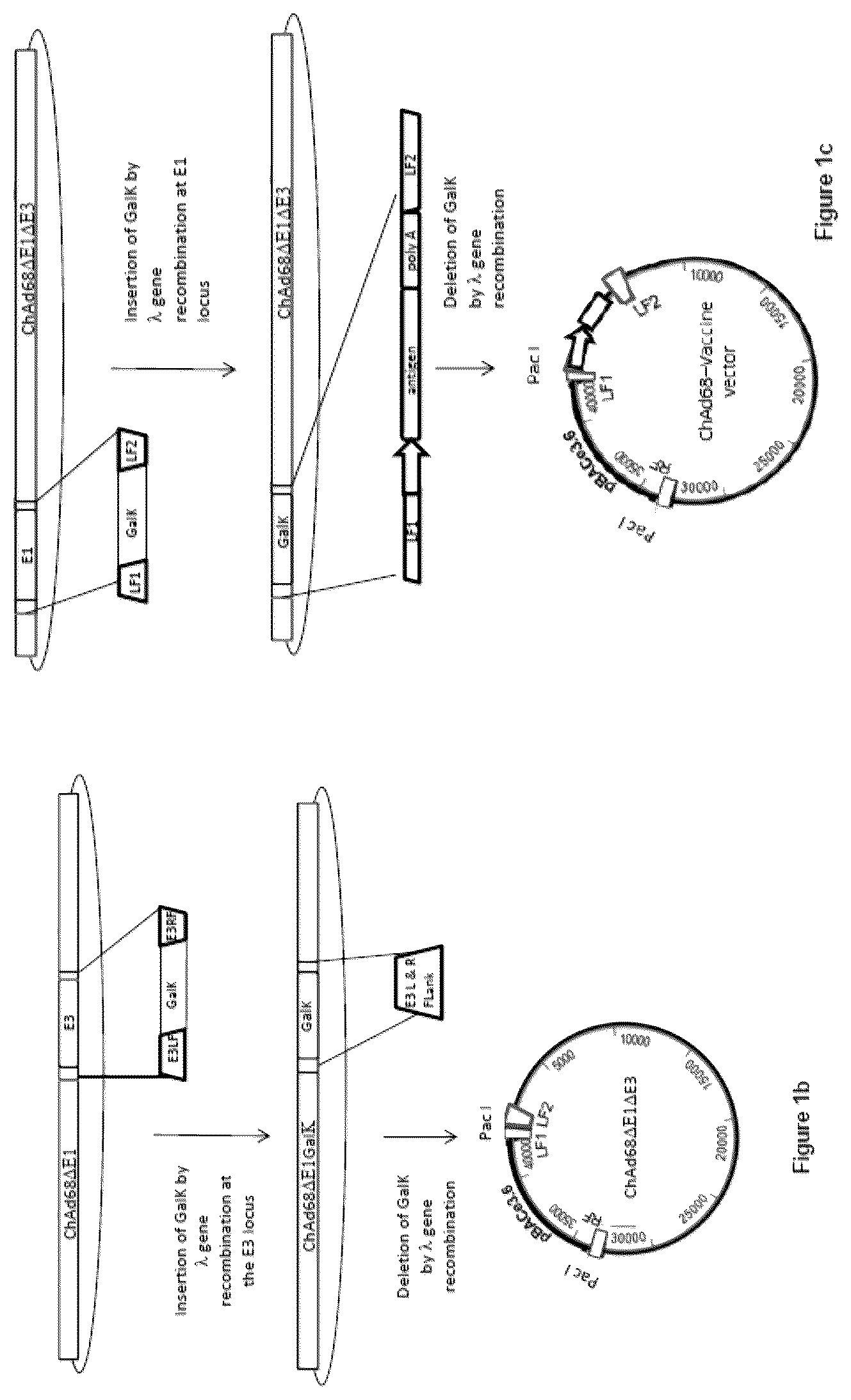 Patent US12365920 Figure 2 – Adenoviral vector