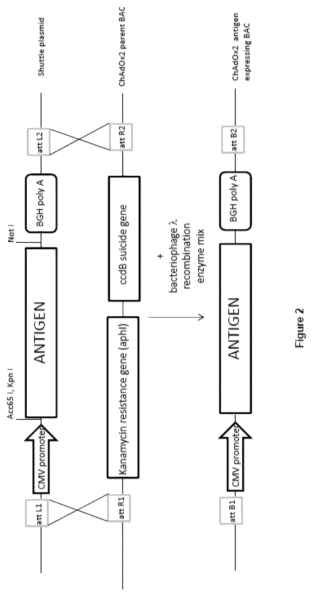 Patent US12365920 Figure 3 – Adenoviral vector