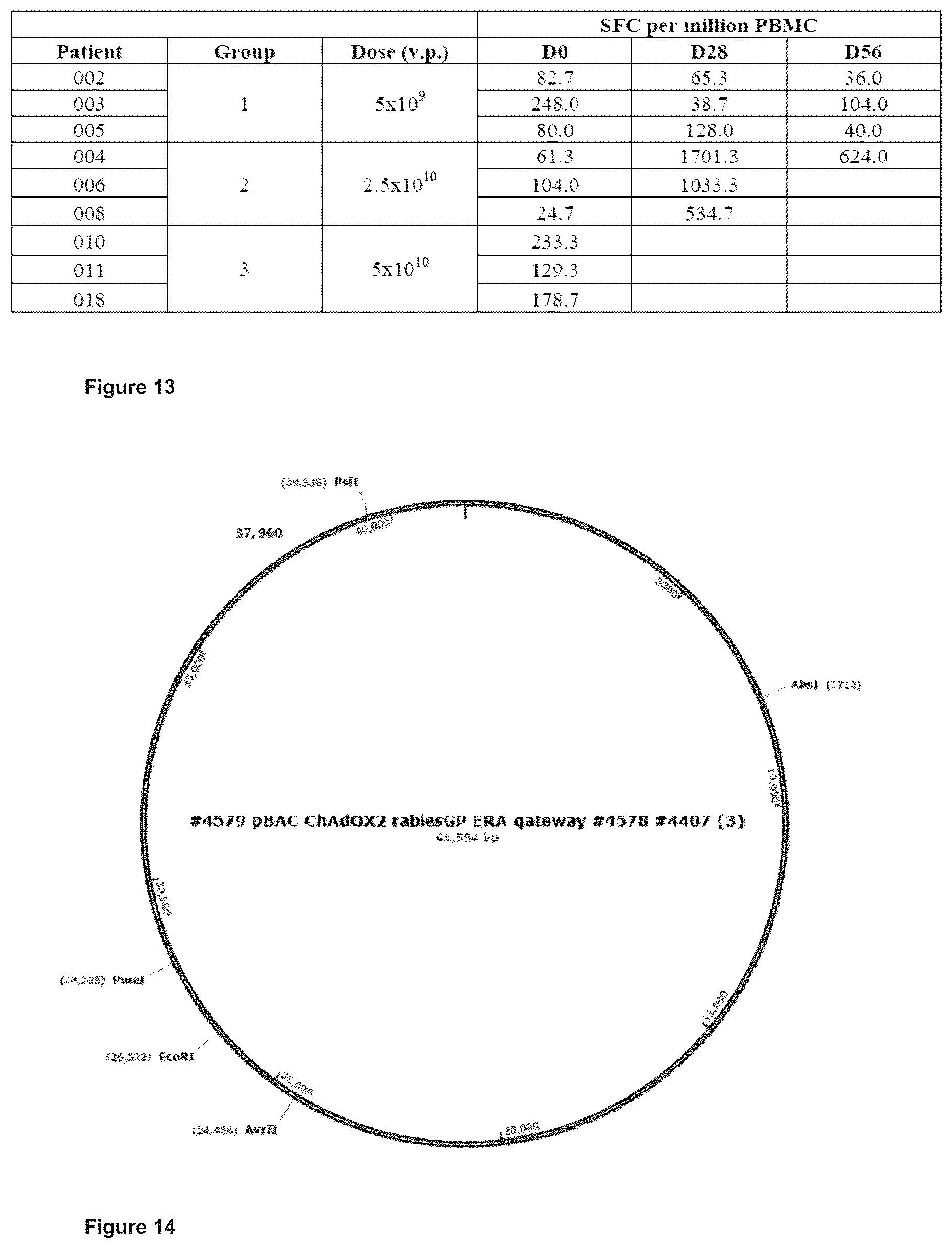 Patent US12365920 Figure 9 – Adenoviral vector