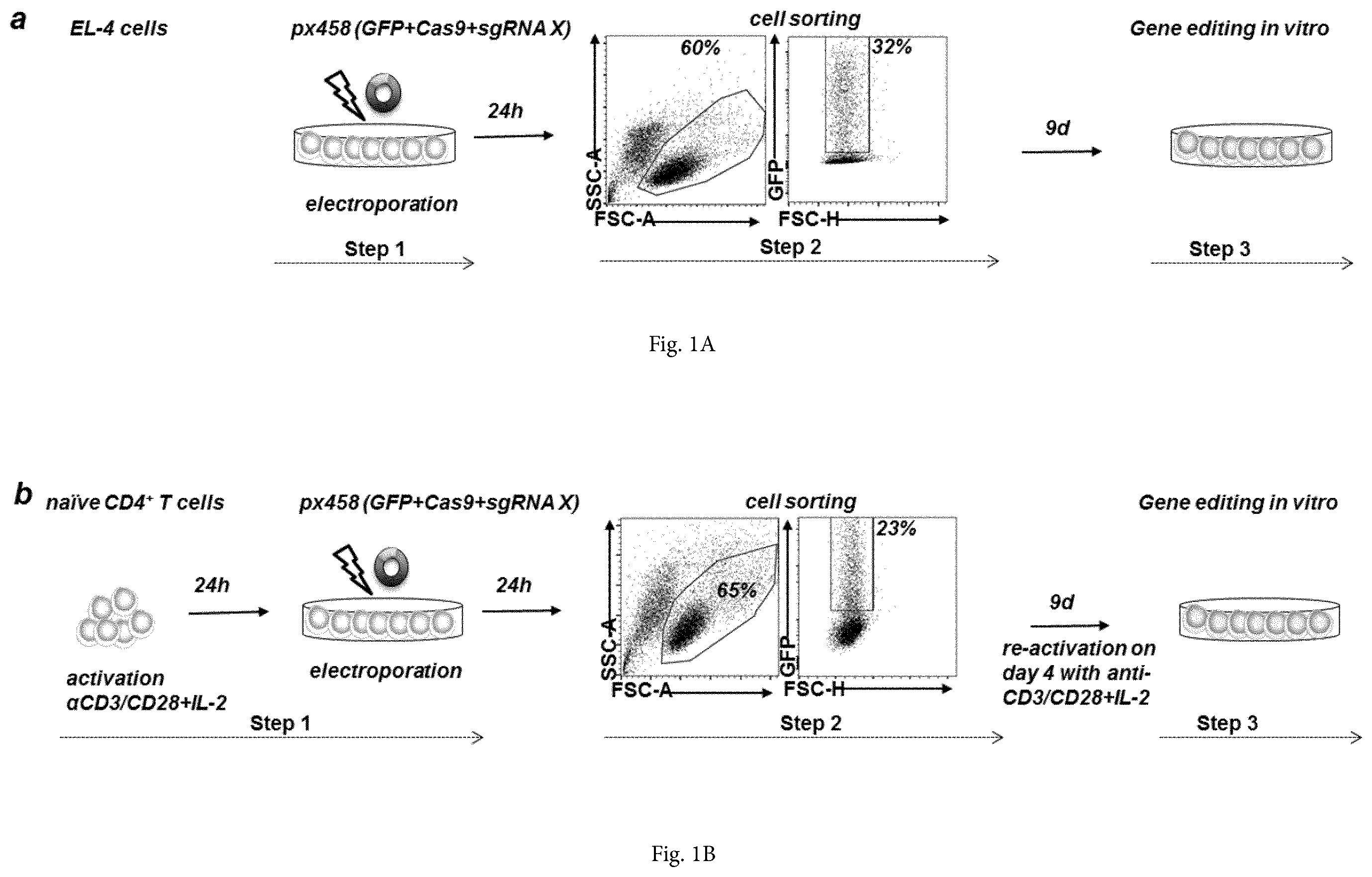 Patent US12365922 Figure 1 – Allele editing and applications thereof
