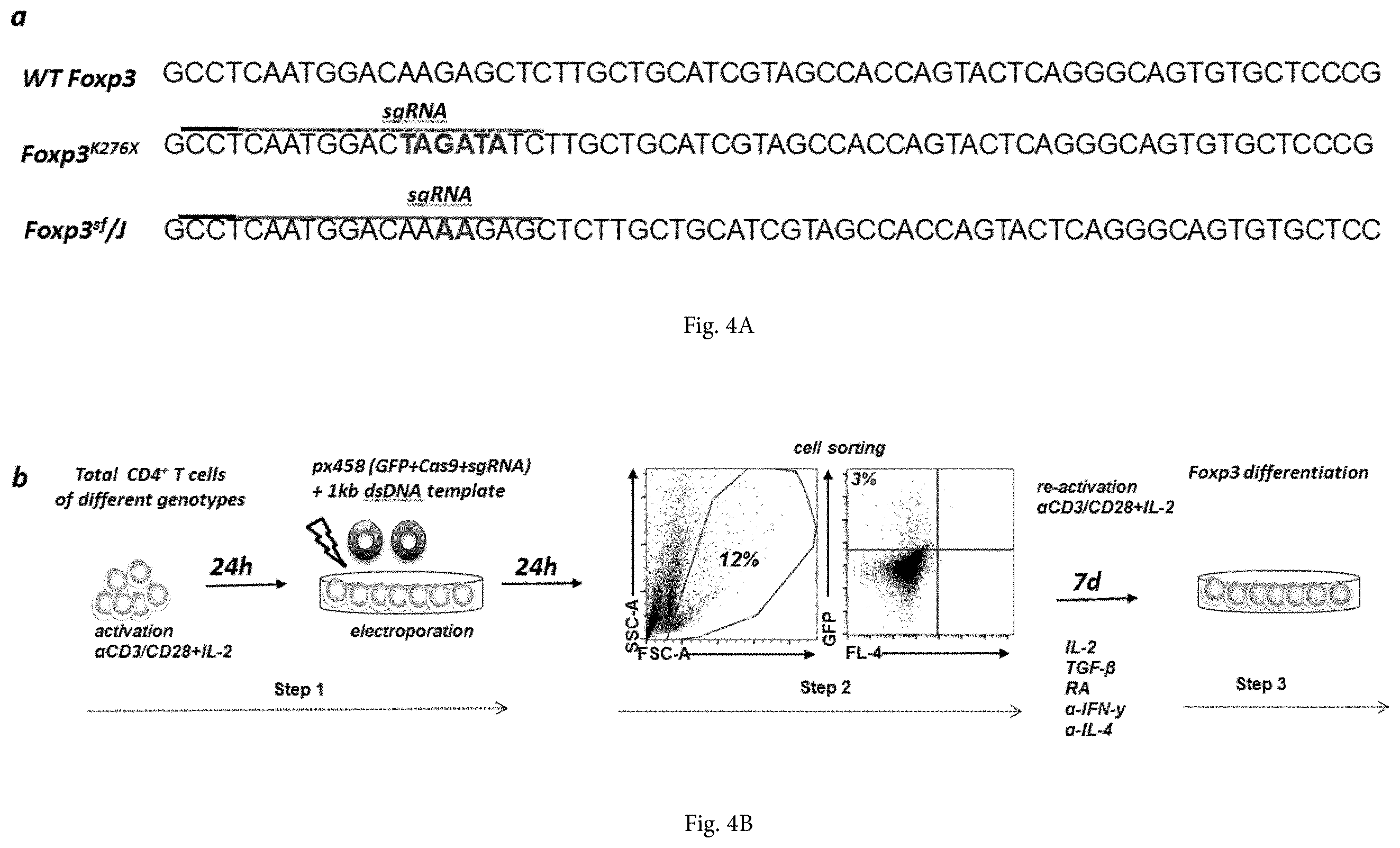 Patent US12365922 Figure 7 – Allele editing and applications thereof