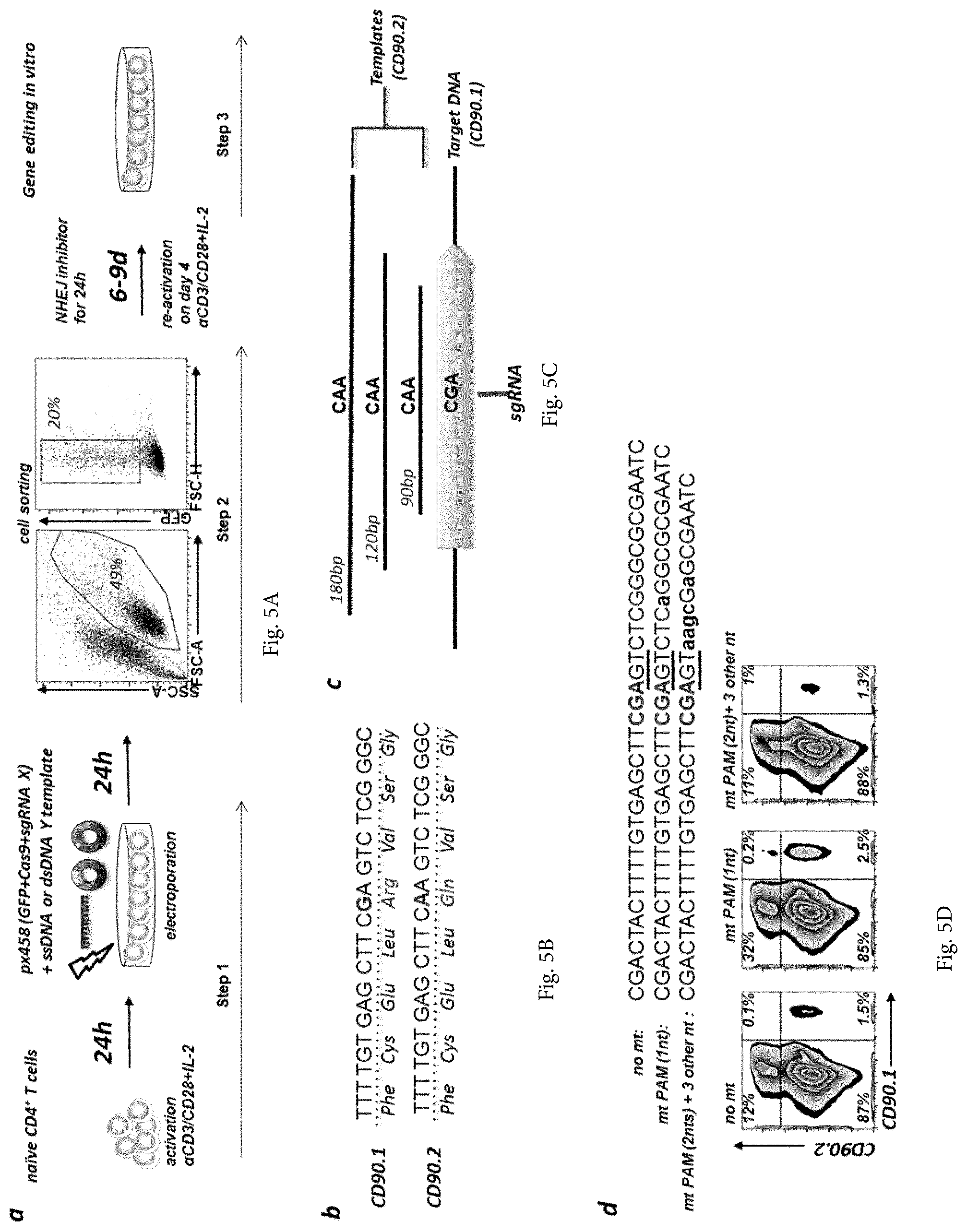 Patent US12365922 Figure 9 – Allele editing and applications thereof