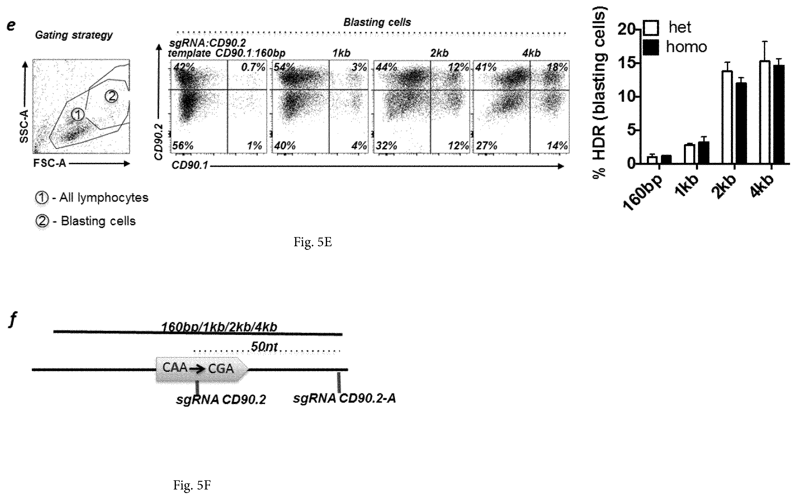Patent US12365922 Figure 10 – Allele editing and applications thereof