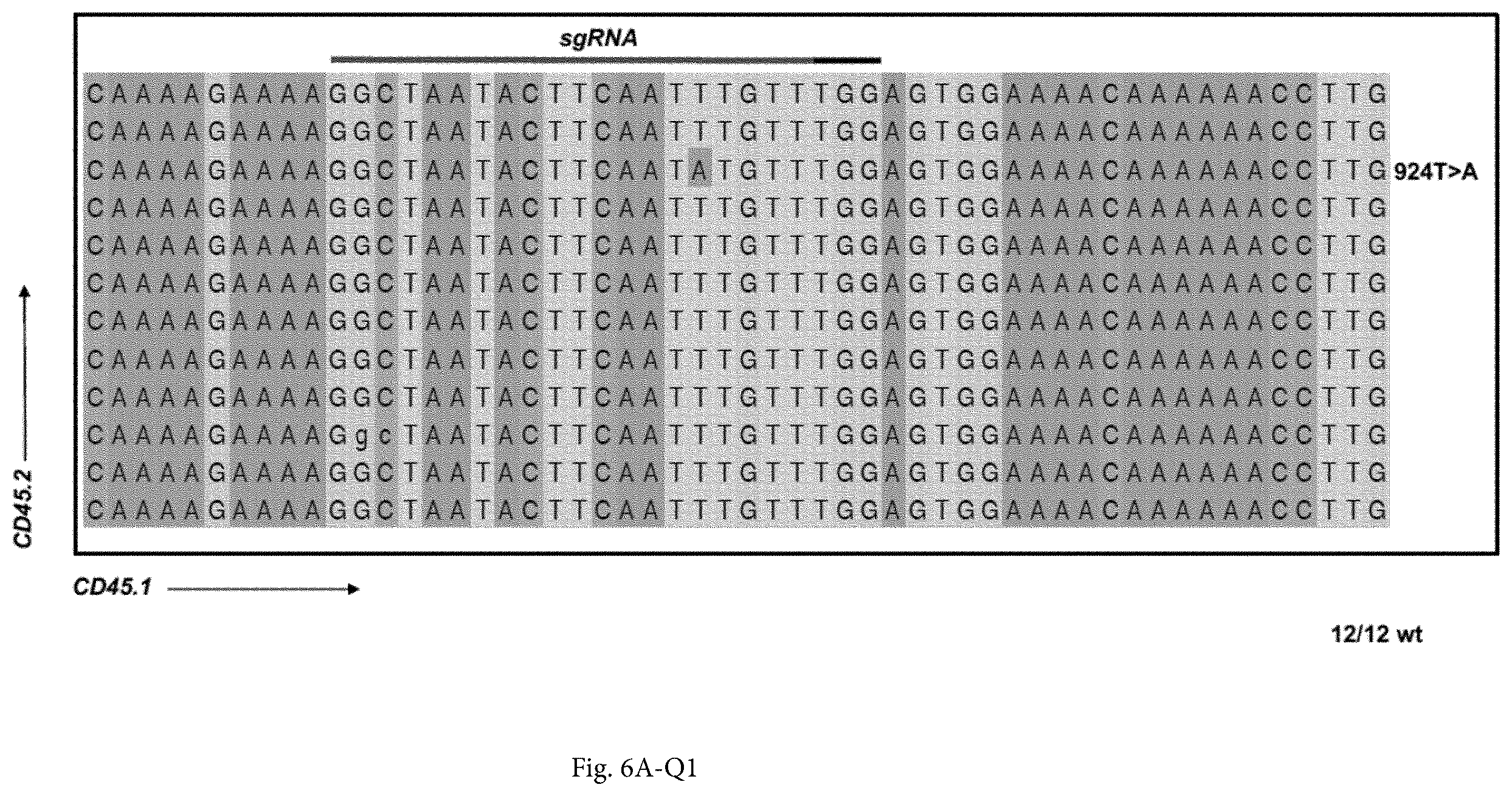 Patent US12365922 Figure 11 – Allele editing and applications thereof