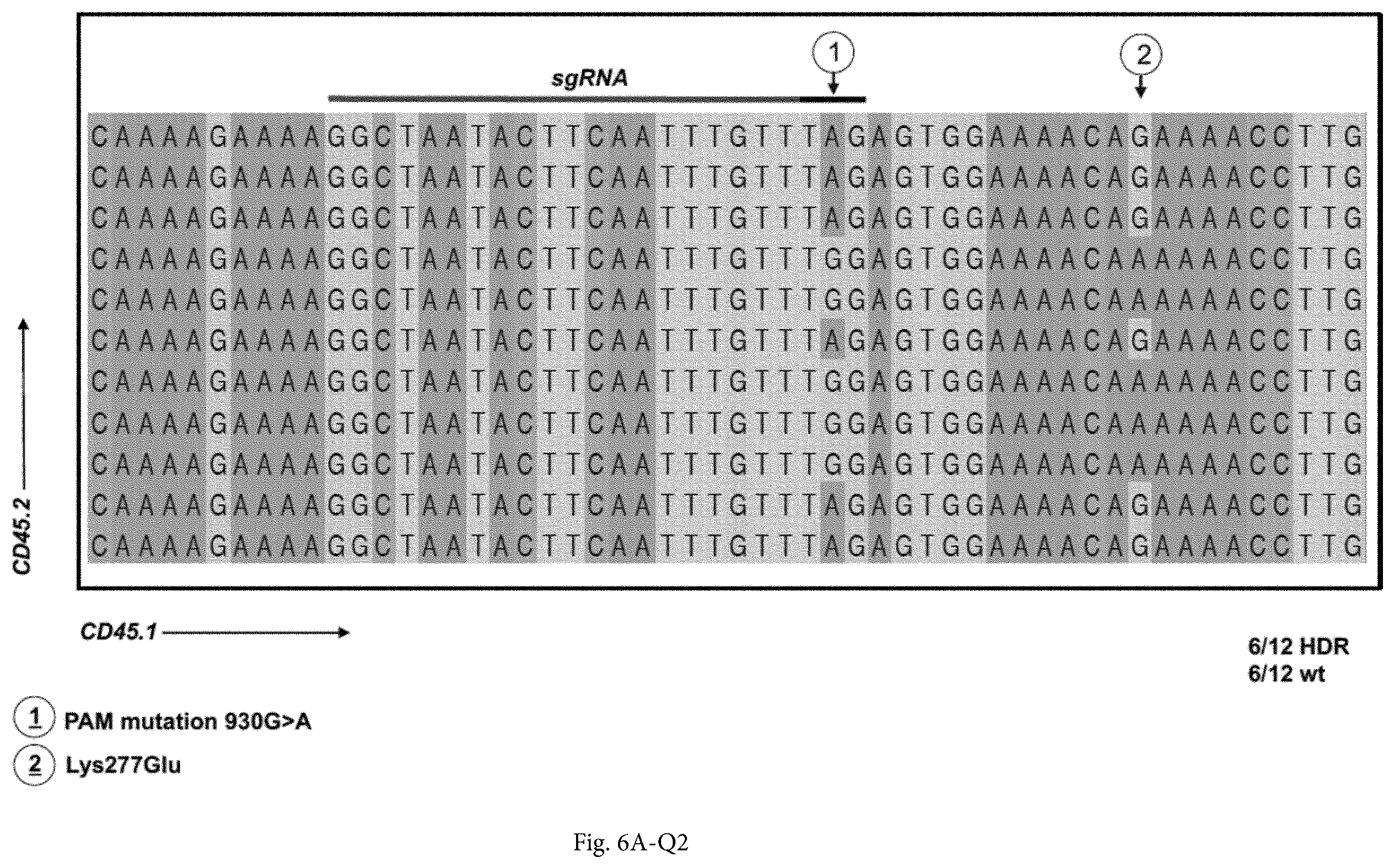 Patent US12365922 Figure 12 – Allele editing and applications thereof