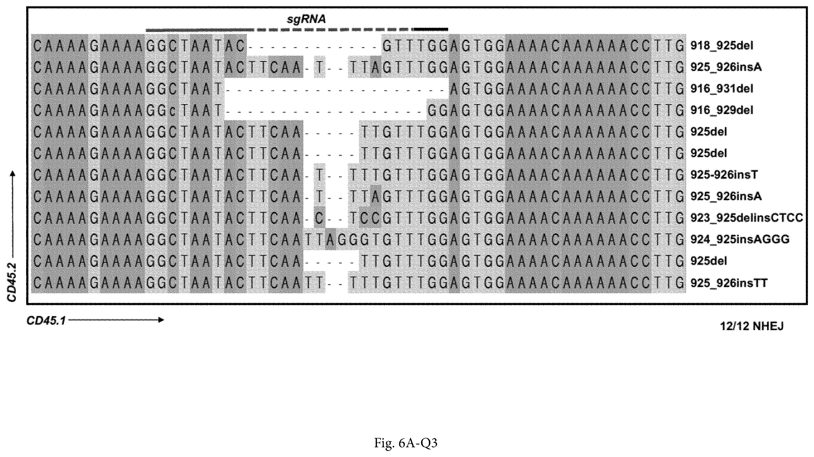 Patent US12365922 Figure 13 – Allele editing and applications thereof