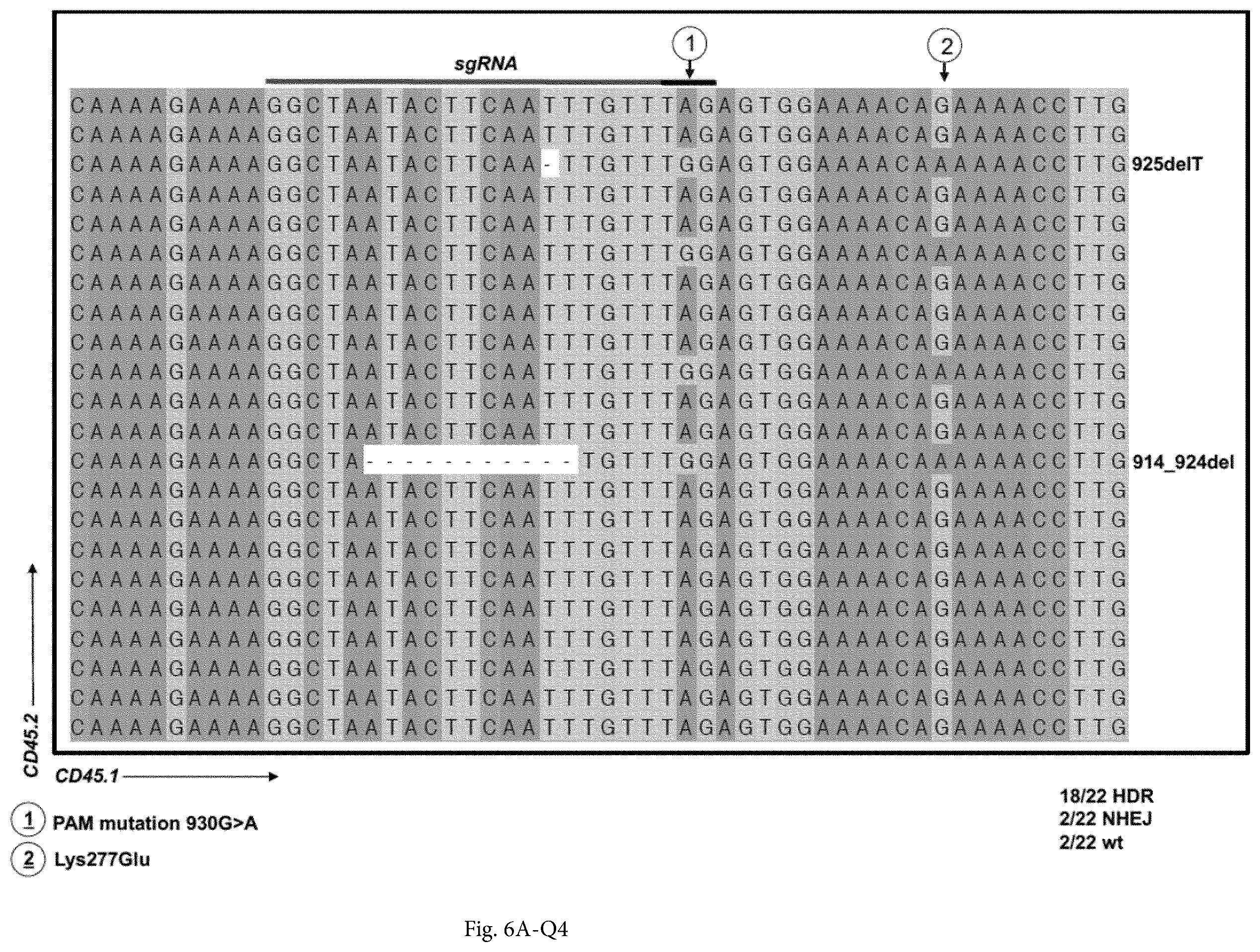 Patent US12365922 Figure 14 – Allele editing and applications thereof