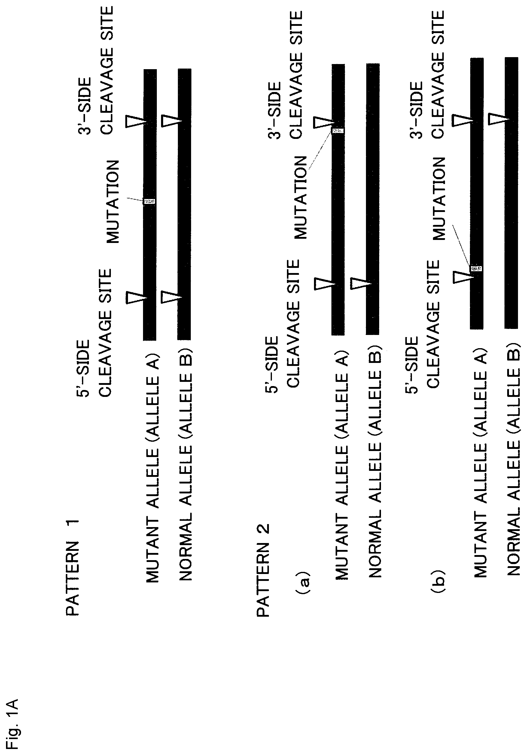 Patent US12365923 Figure 1 – Method for producing genome-edited cell