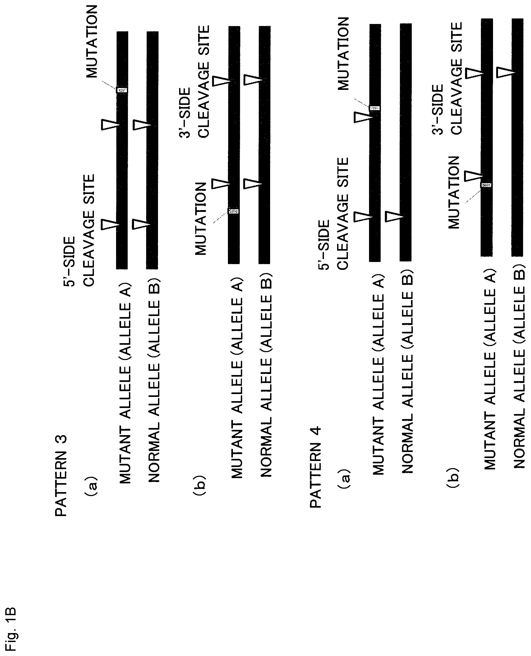 Patent US12365923 Figure 2 – Method for producing genome-edited cell