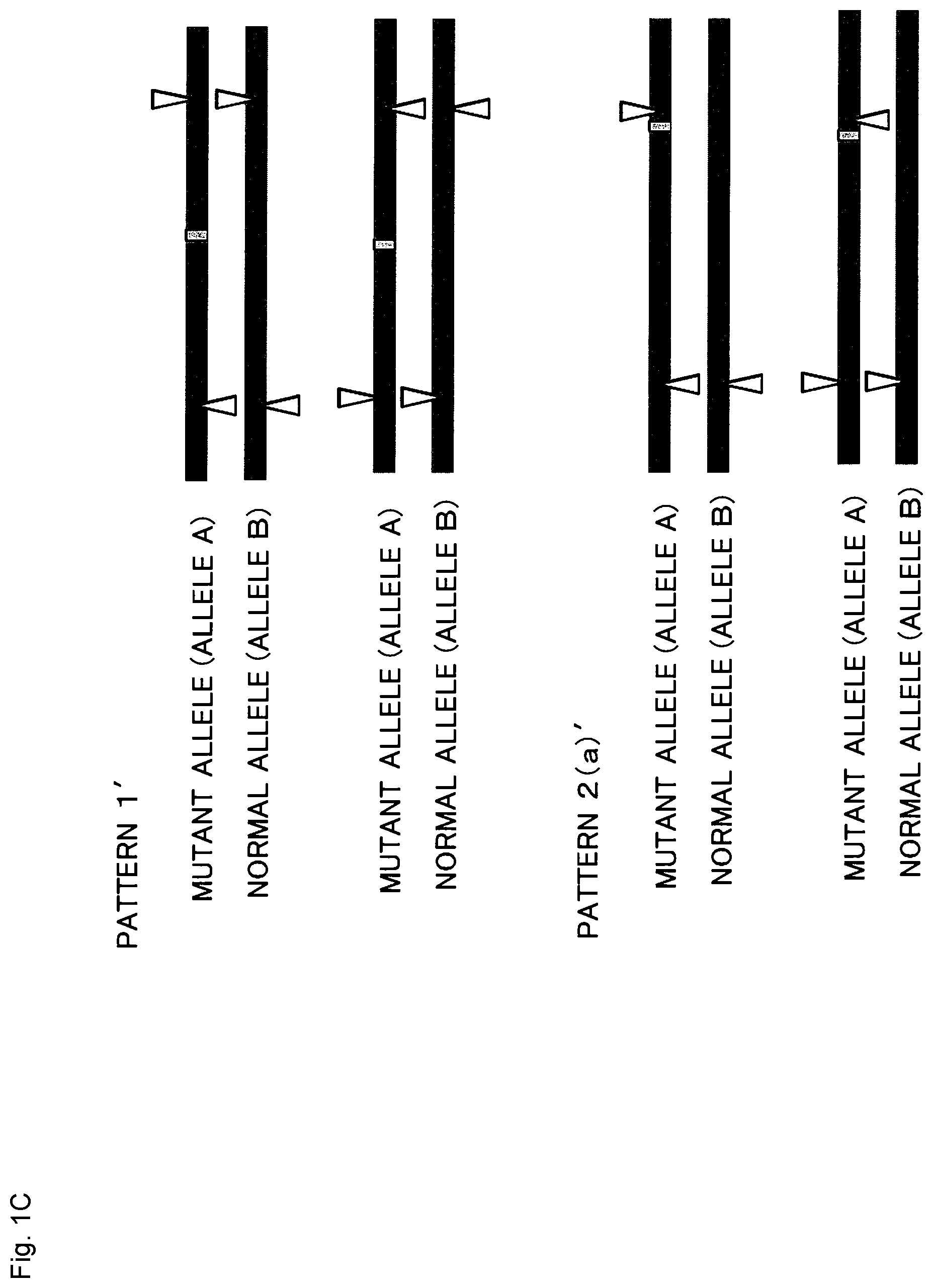 Patent US12365923 Figure 3 – Method for producing genome-edited cell