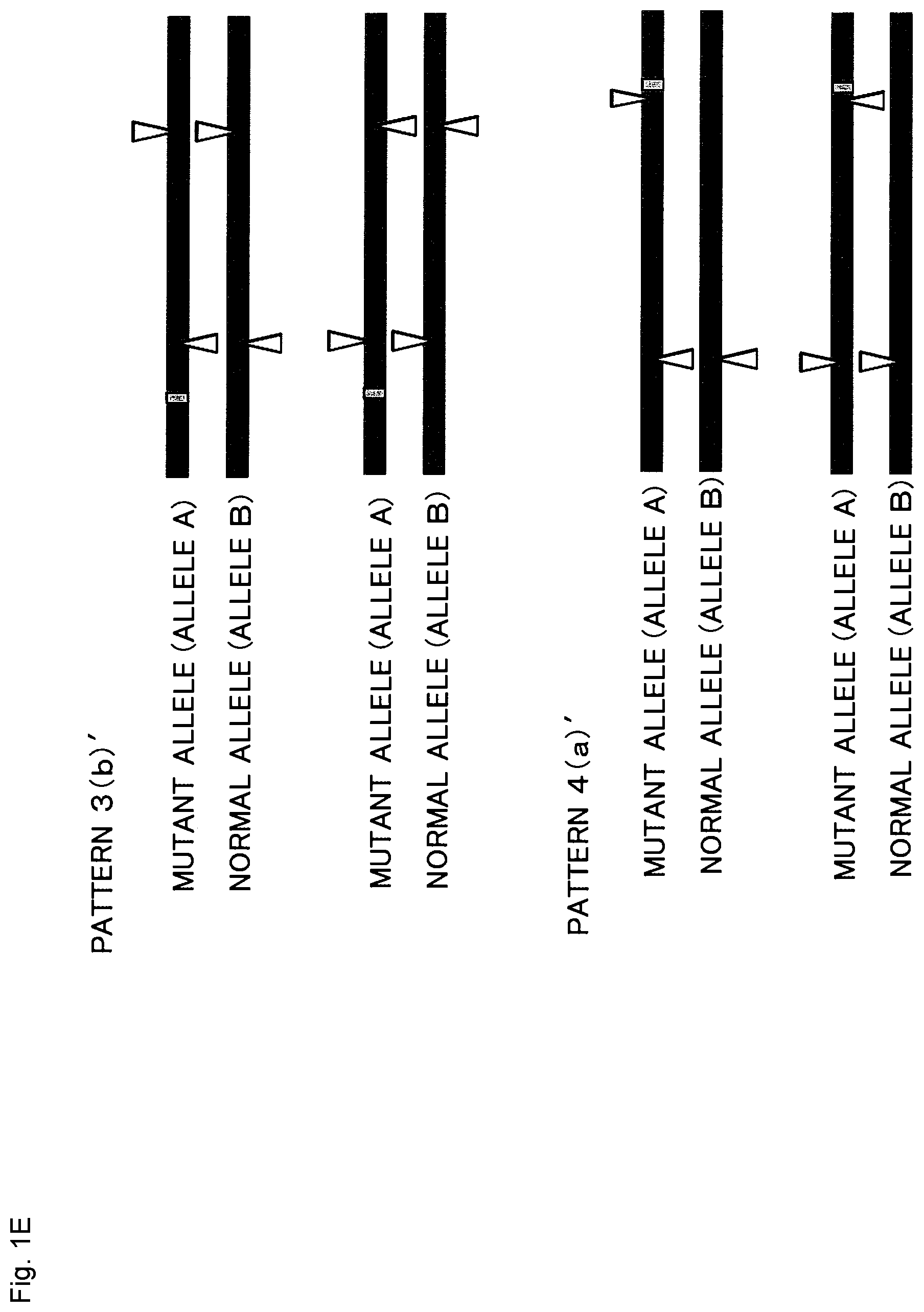 Patent US12365923 Figure 5 – Method for producing genome-edited cell
