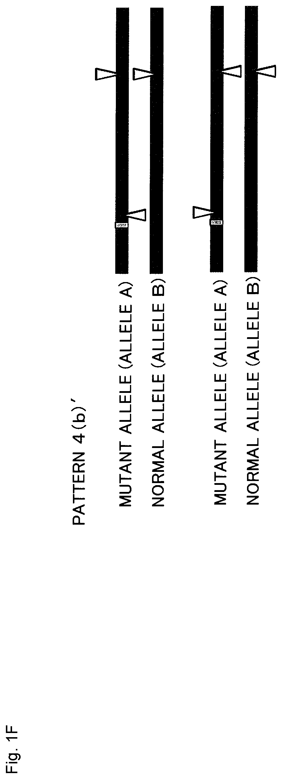 Patent US12365923 Figure 6 – Method for producing genome-edited cell
