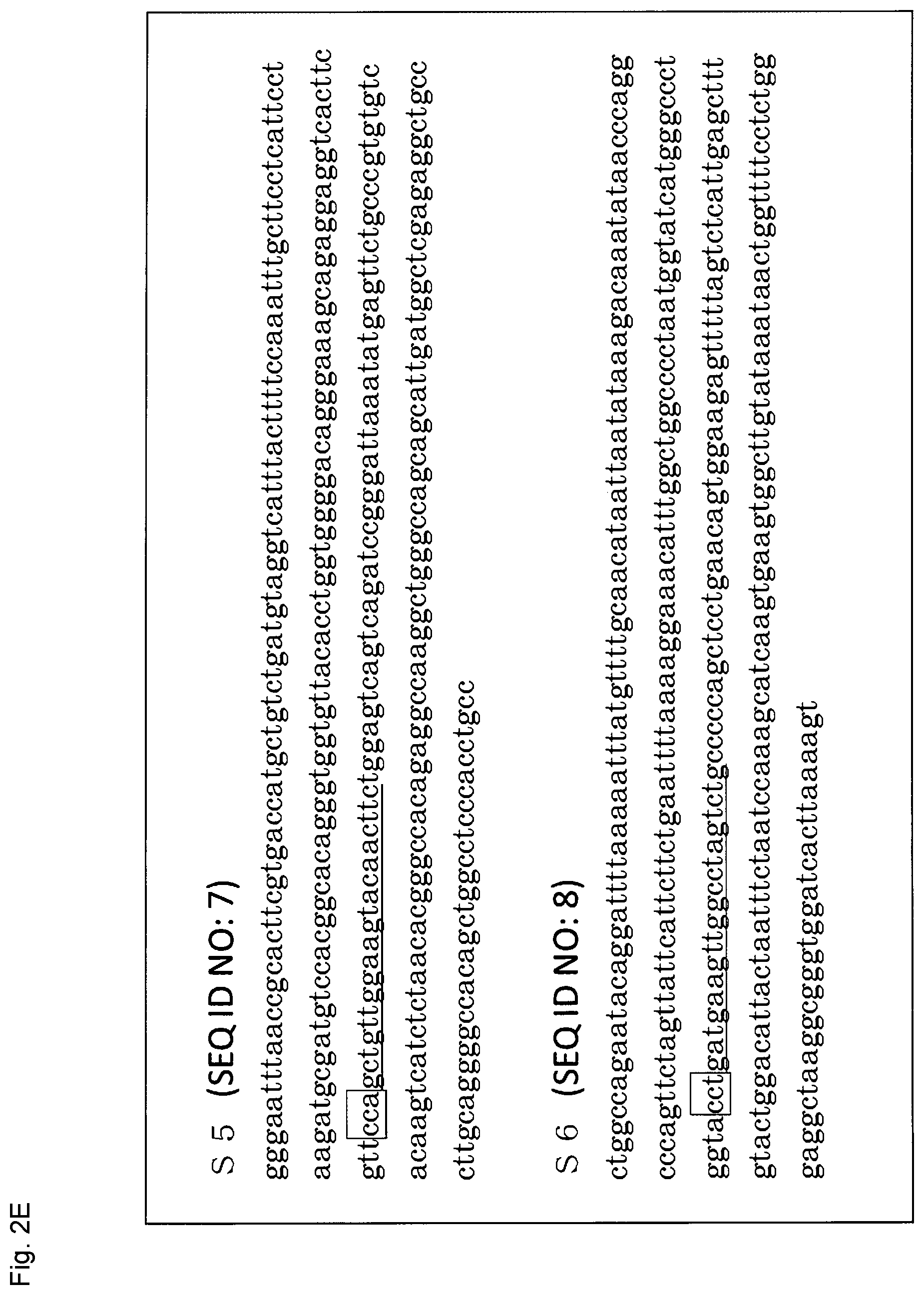 Patent US12365923 Figure 13 – Method for producing genome-edited cell