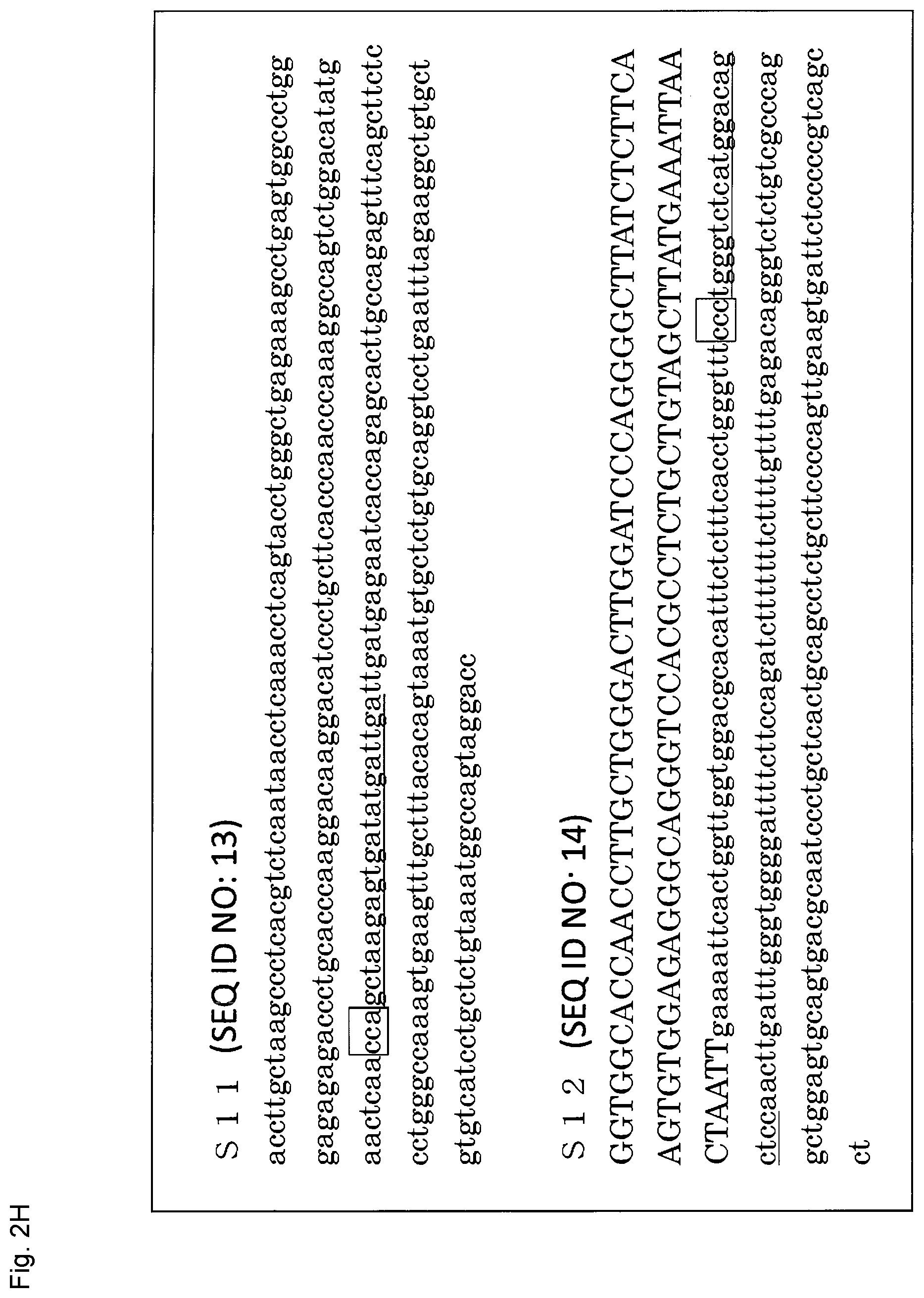 Patent US12365923 Figure 16 – Method for producing genome-edited cell