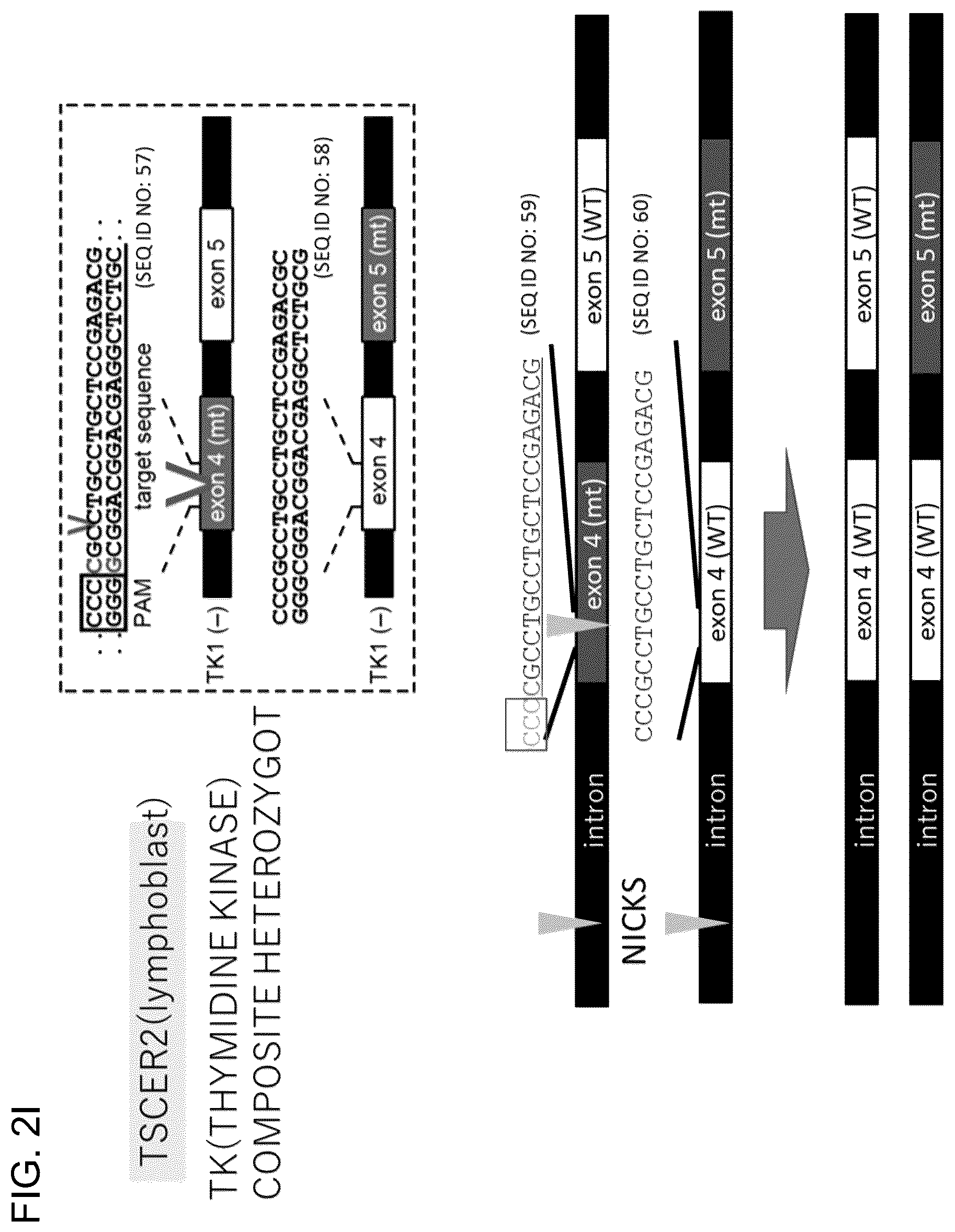 Patent US12365923 Figure 17 – Method for producing genome-edited cell