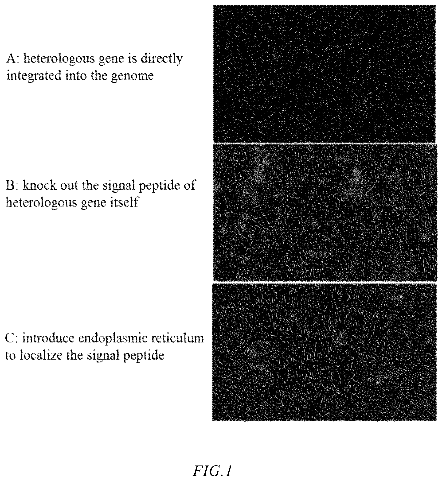 Patent US12365926 Figure 1 – Saccharomyces cerevisiae strain for producing human milk lipid substitute and use thereof