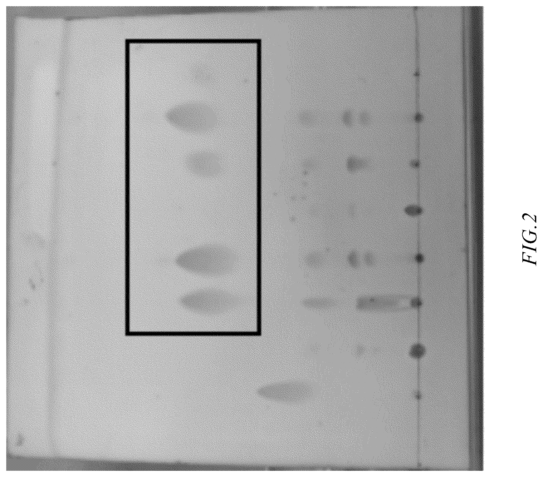 Patent US12365926 Figure 2 – Saccharomyces cerevisiae strain for producing human milk lipid substitute and use thereof