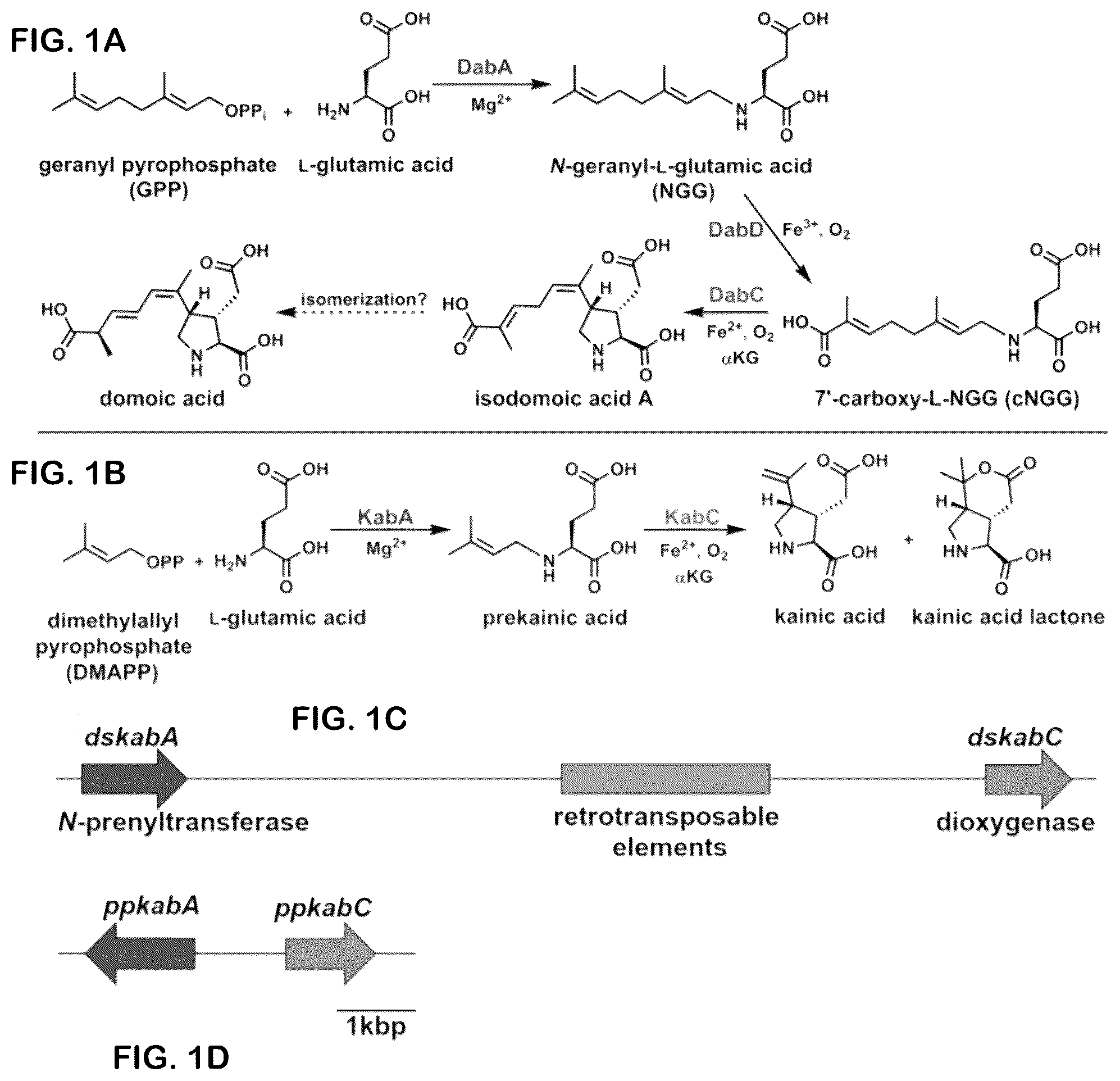 Patent US12365928 — Scalable biosynthesis of the seaweed neurochemical kainic acid — Figure 1