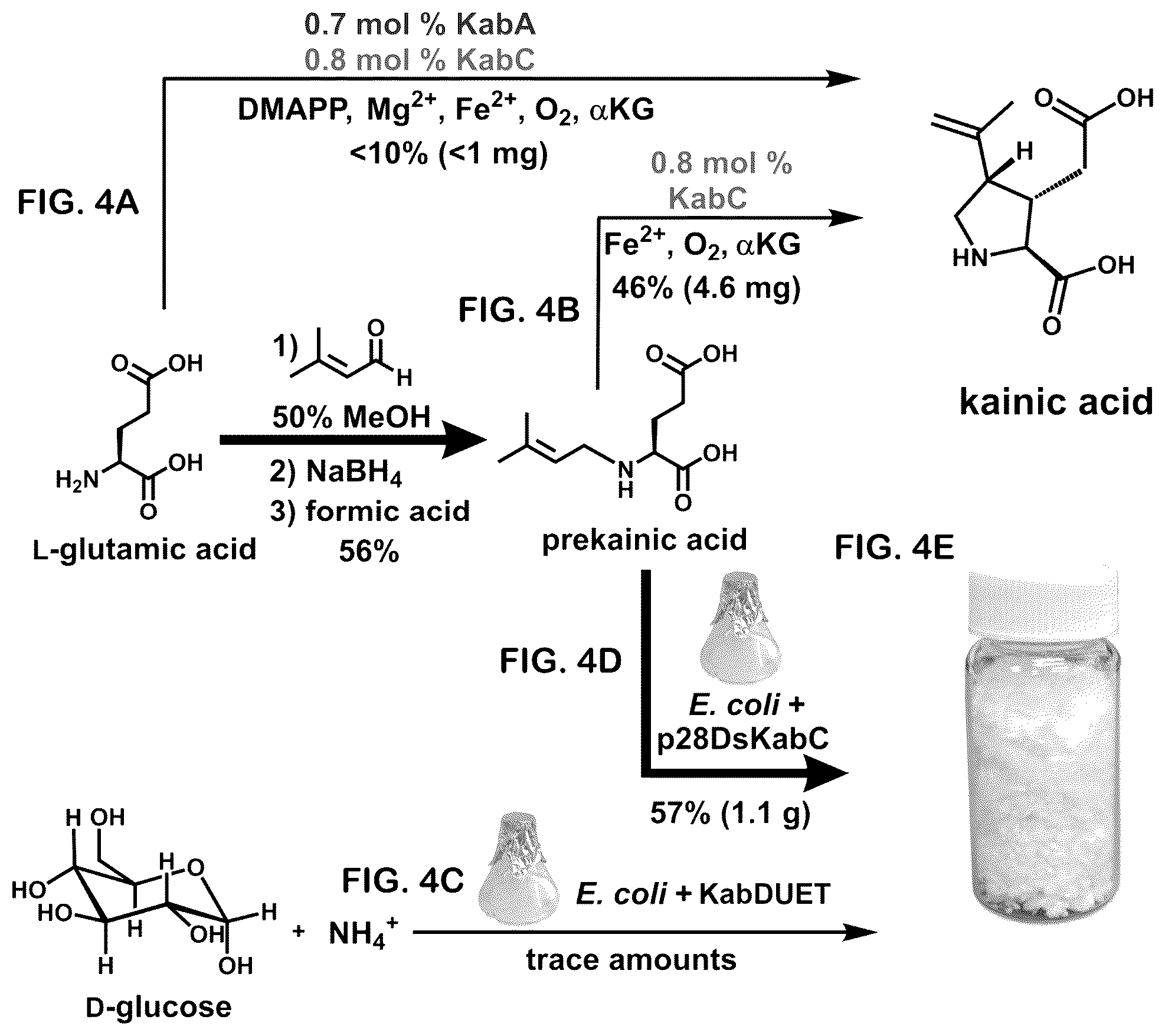 Patent US12365928 Figure 4 – Scalable biosynthesis of the seaweed neurochemical kainic acid