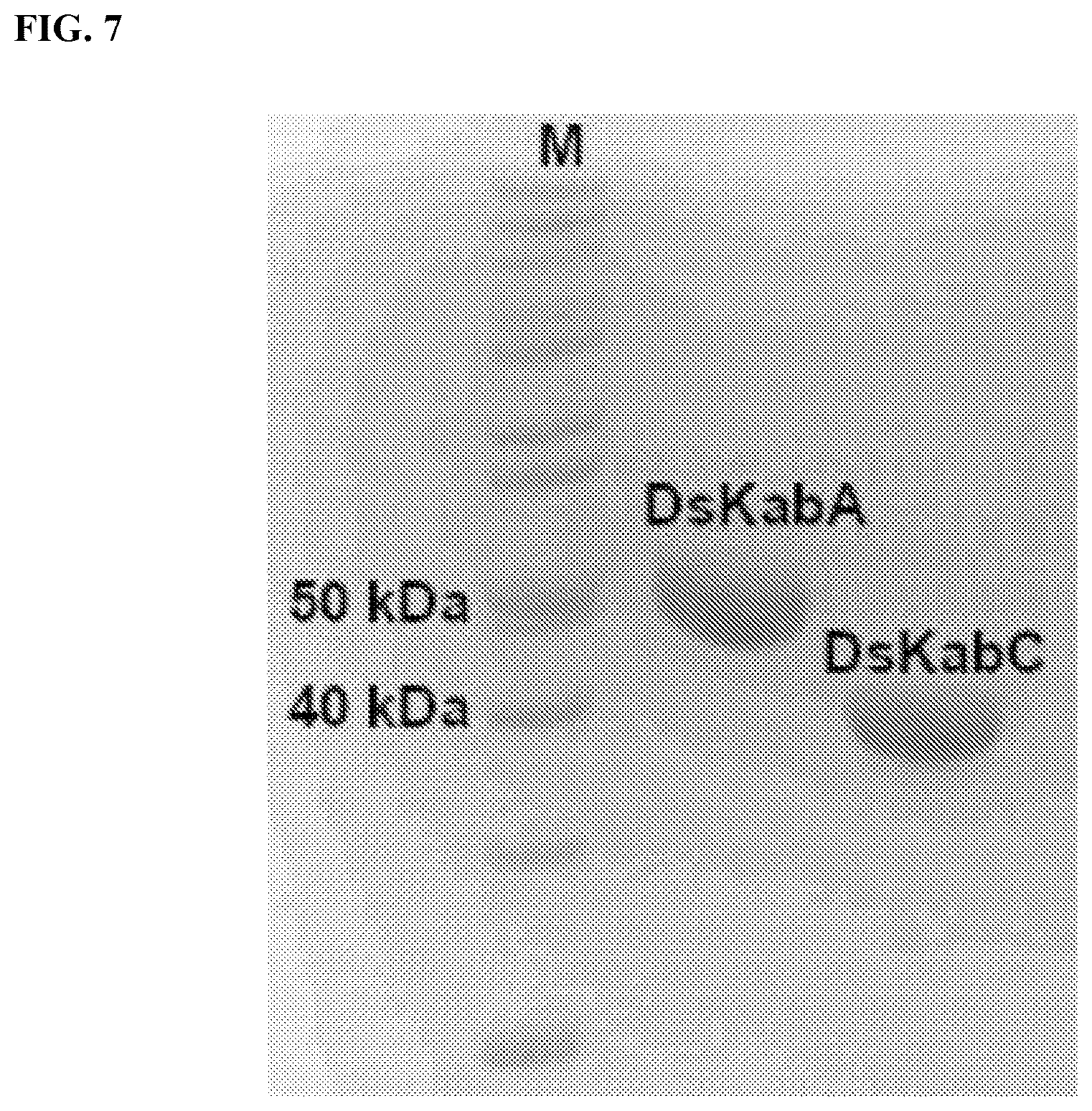 Patent US12365928 Figure 7 – Scalable biosynthesis of the seaweed neurochemical kainic acid
