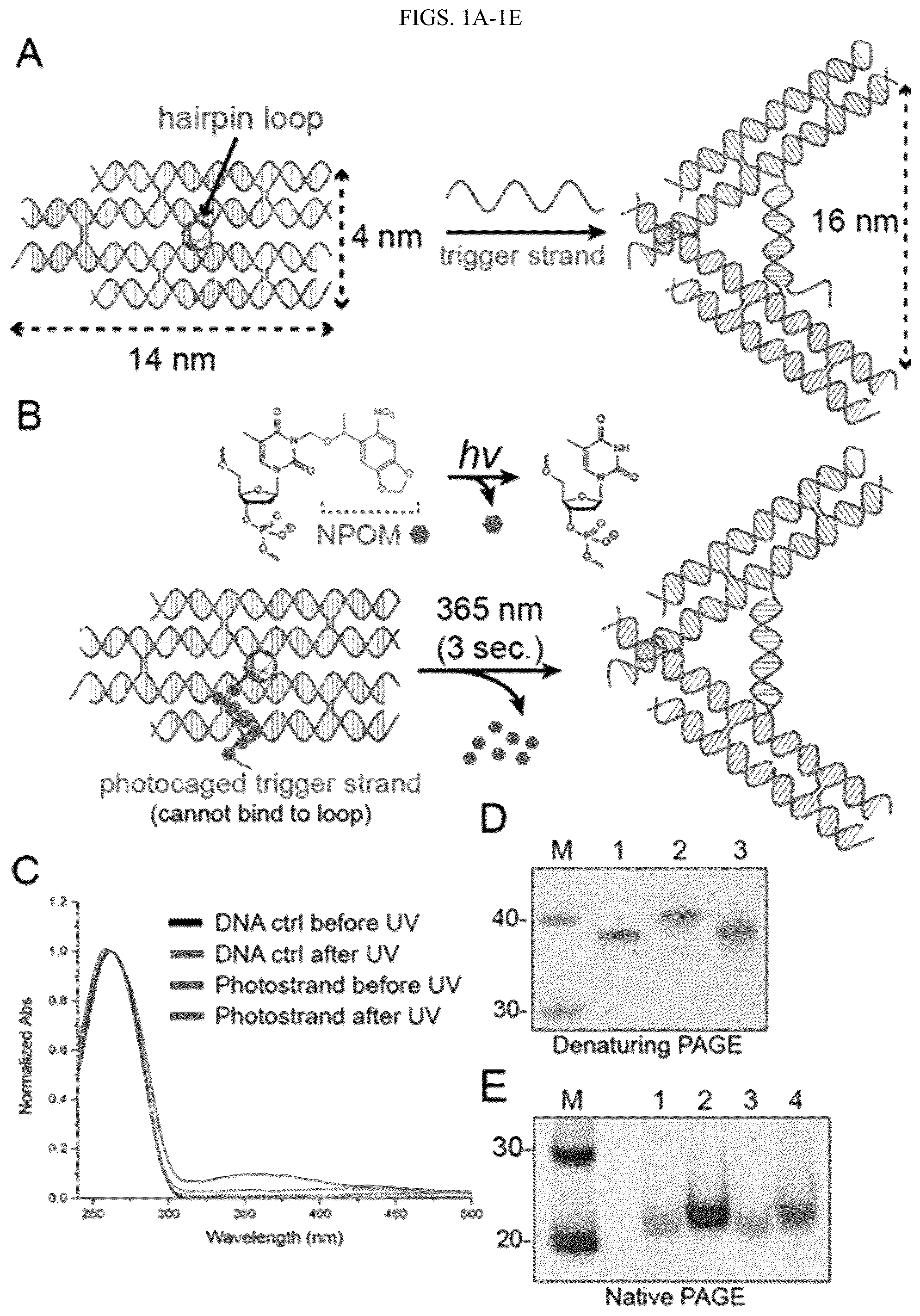 Patent US12365929 — Reconfigurable DNA nano-tweezer — Figure 1